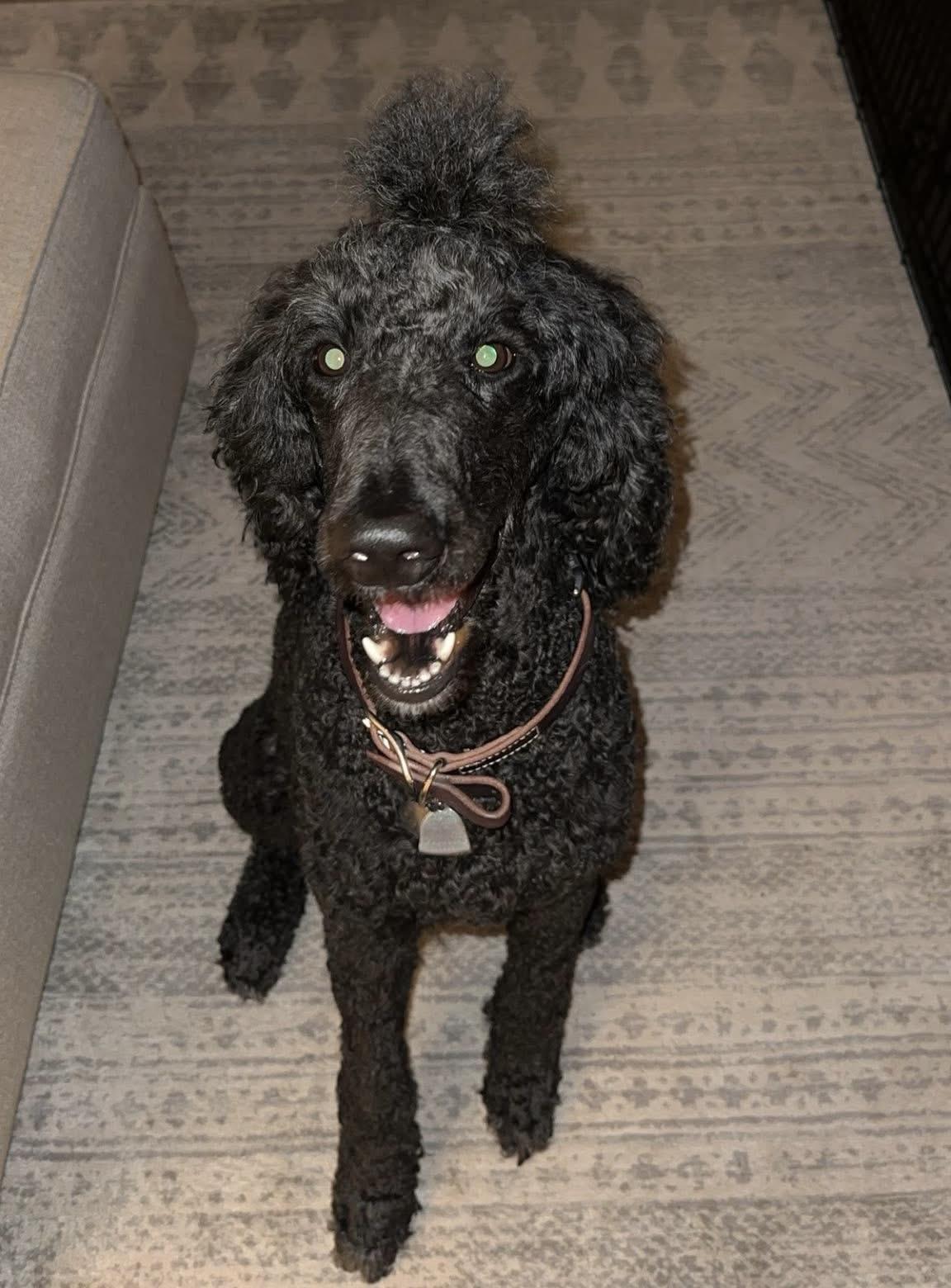 Kingston, an adopted Labradoodle in Mobile, AL image 3/4