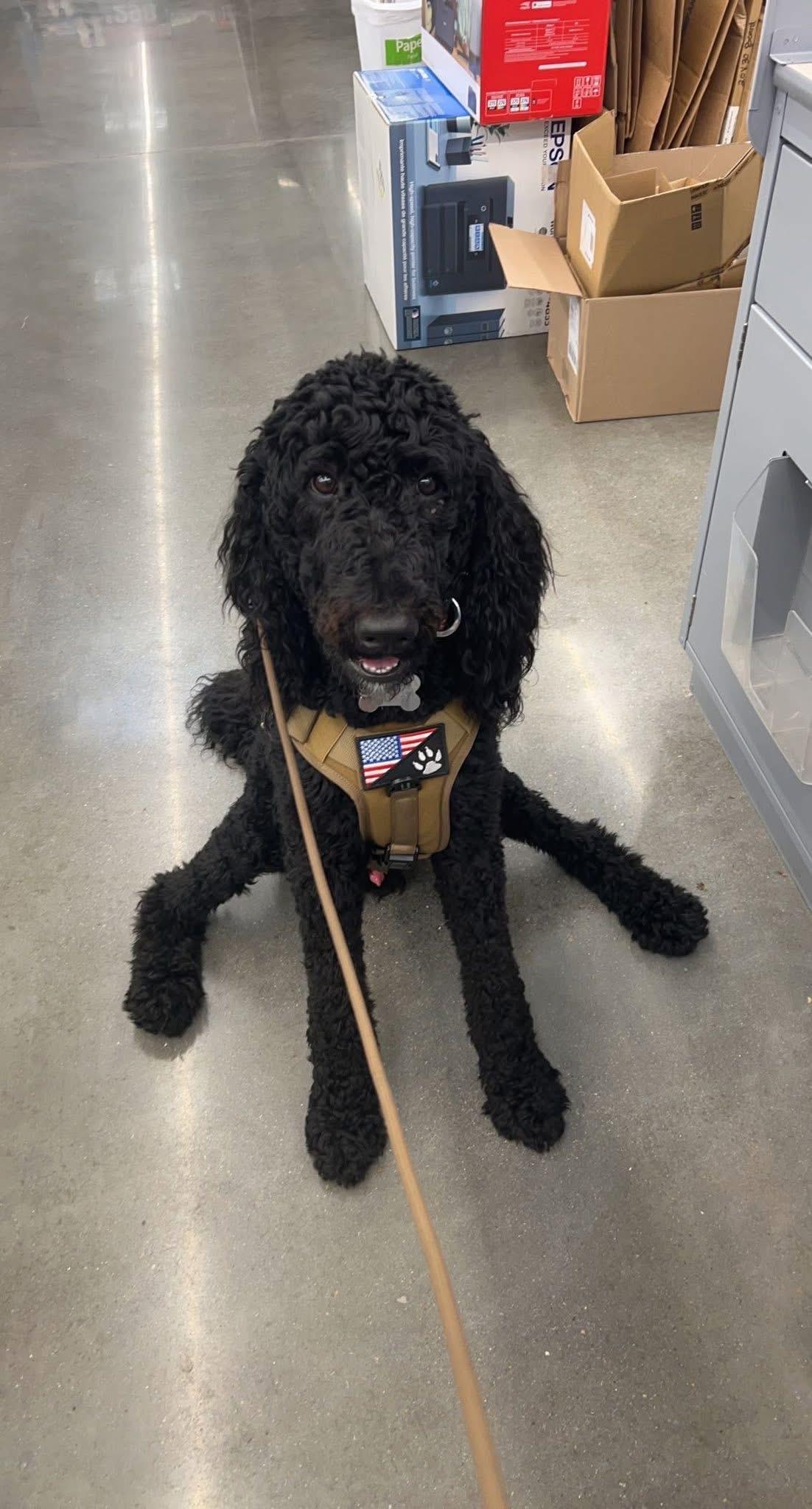 Kingston, an adopted Labradoodle in Mobile, AL image 4/4