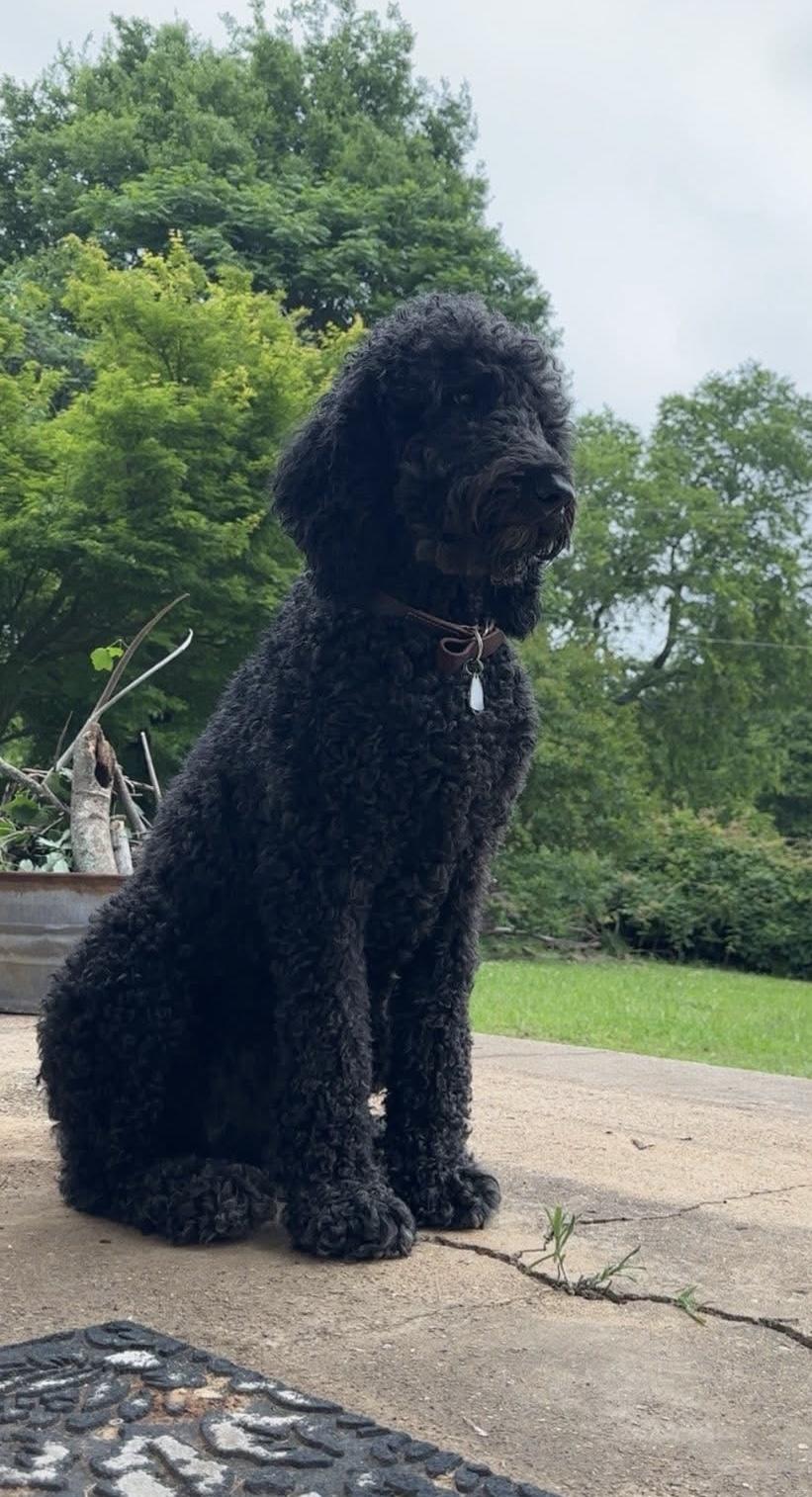 Kingston, an adopted Labradoodle in Mobile, AL image 2/4