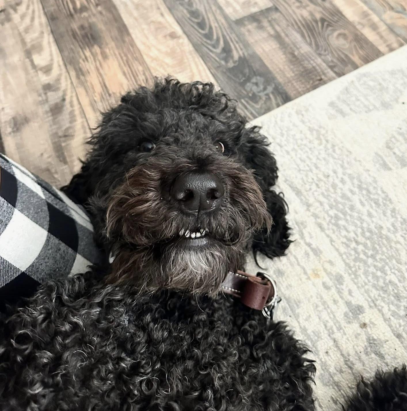 Kingston, an adopted Labradoodle in Mobile, AL image 1/4