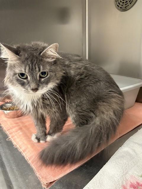 PATAGONIA, Adoptable, Young Female Domestic Medium Hair.