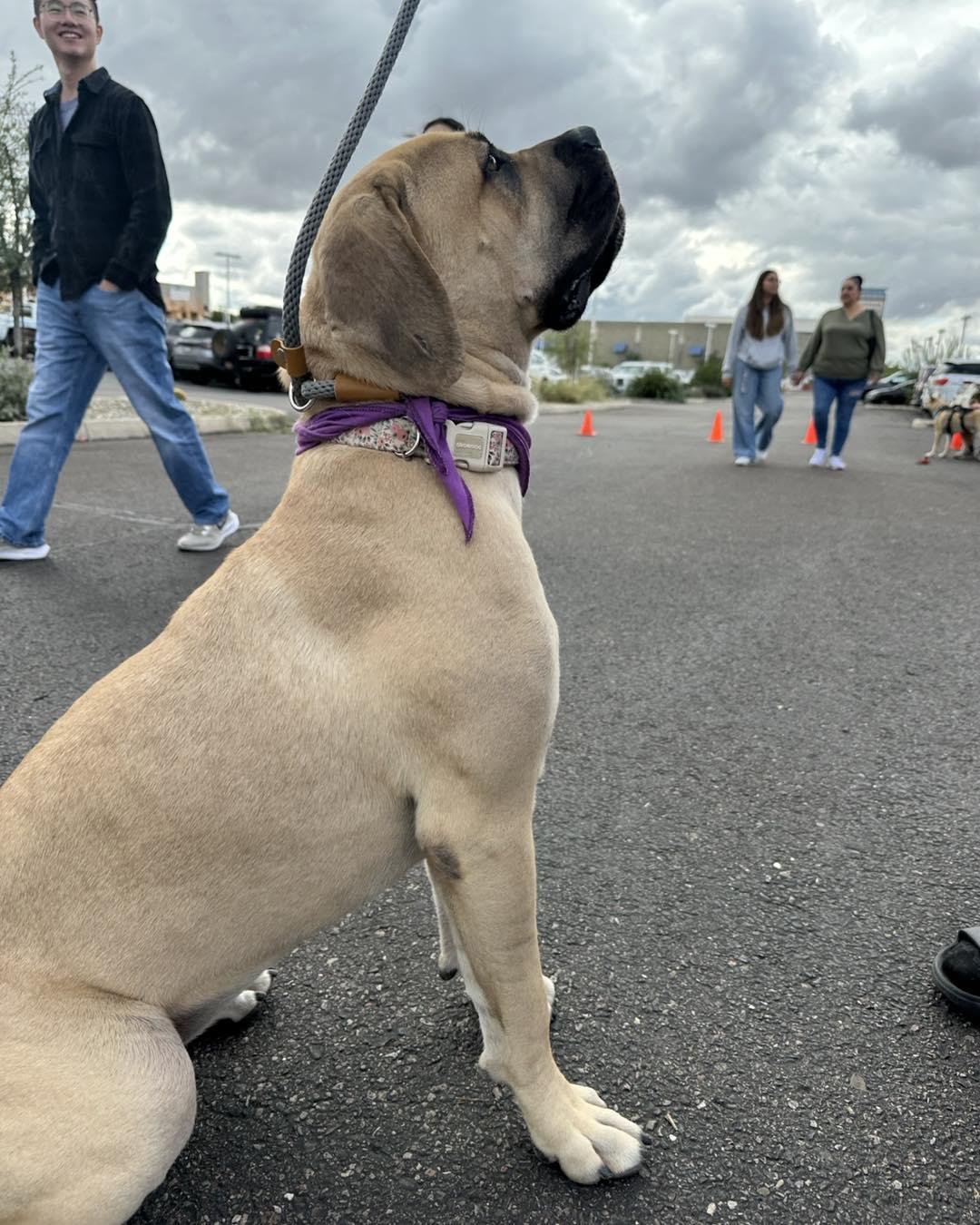 Enlarge Millie, a Adoptable Cane Corso in Glendale, AZ image 1/3