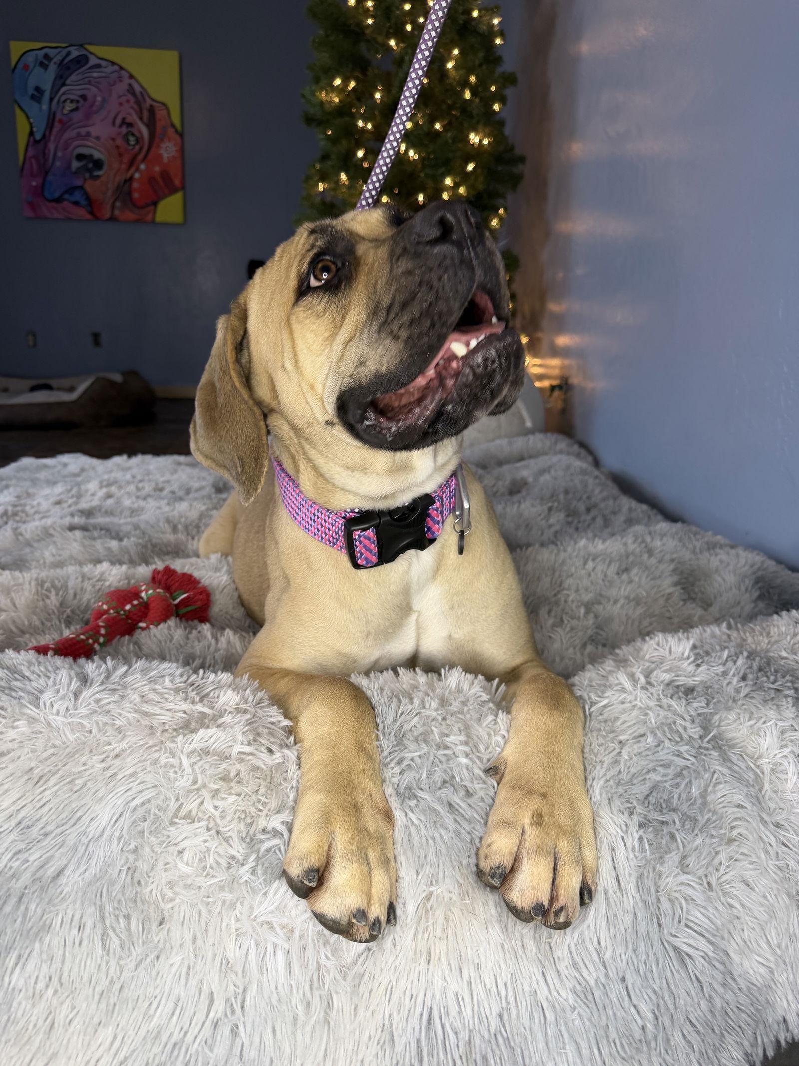 Enlarge Millie, a Adoptable Cane Corso in Glendale, AZ image 2/3