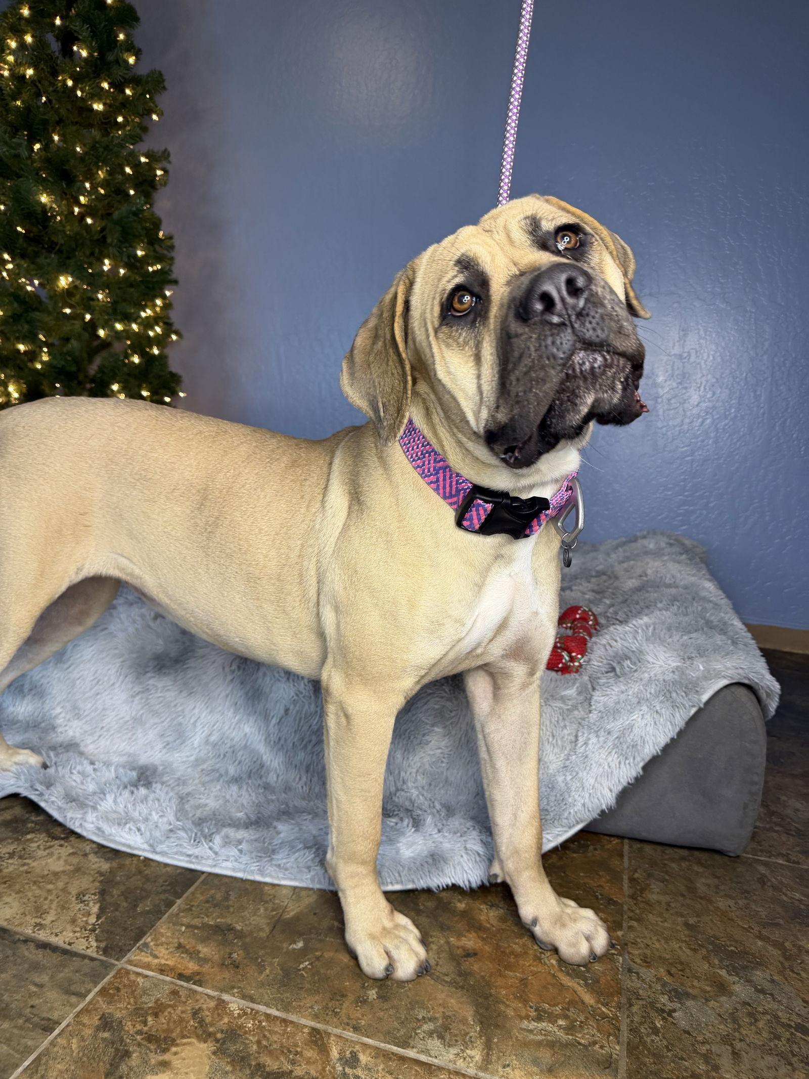 Enlarge Millie, a Adoptable Cane Corso in Glendale, AZ image 3/3