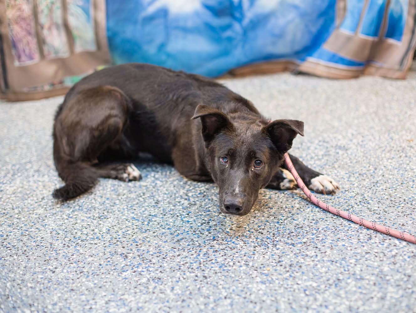Bernard, a ADOPTABLE mixed breed in Elizabethtown, NC image 1/2