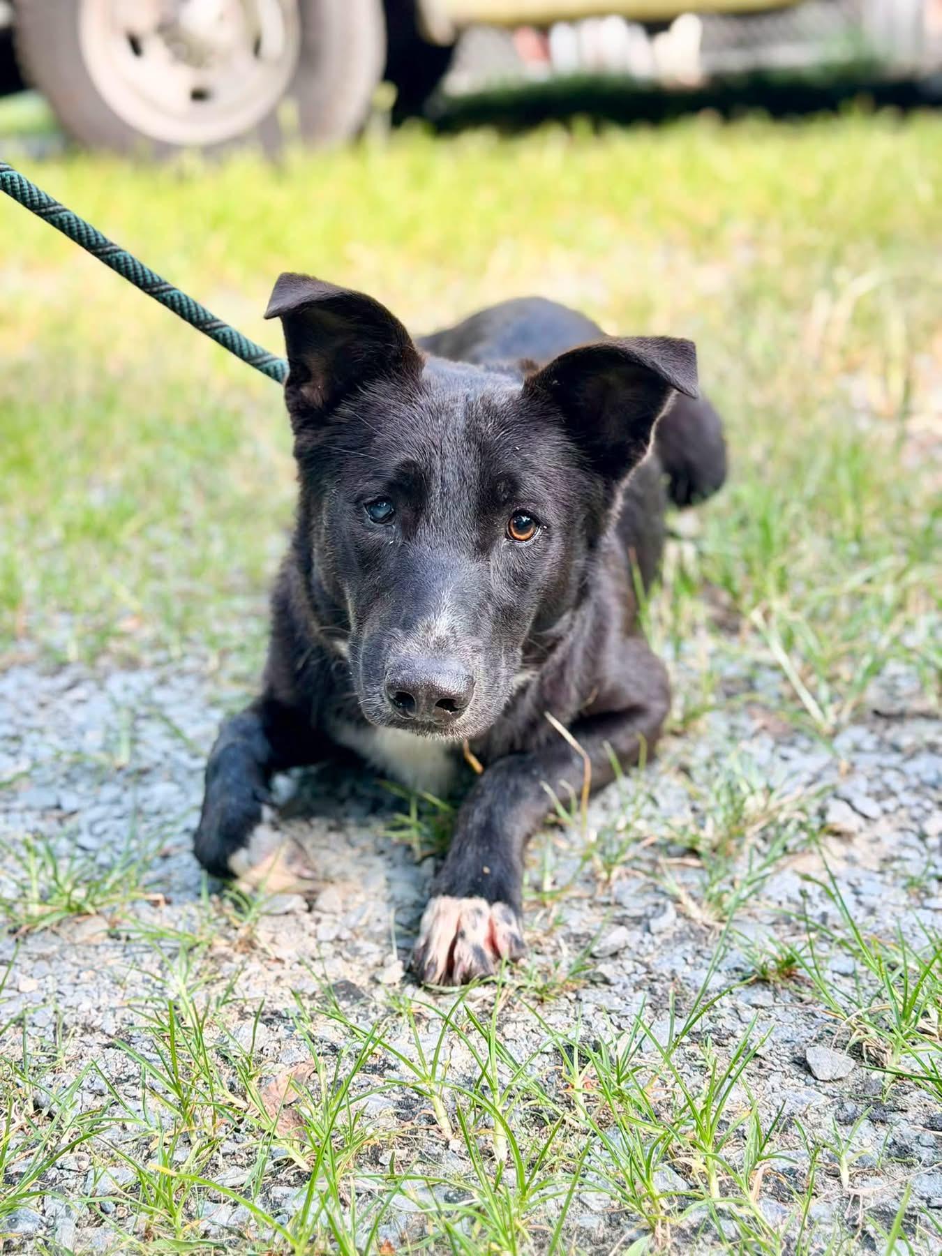 Bernard, a ADOPTABLE mixed breed in Elizabethtown, NC image 2/2