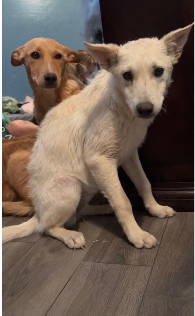 Nova and Star , a Adoptable mixed breed in Tonopah, AZ image 1/4