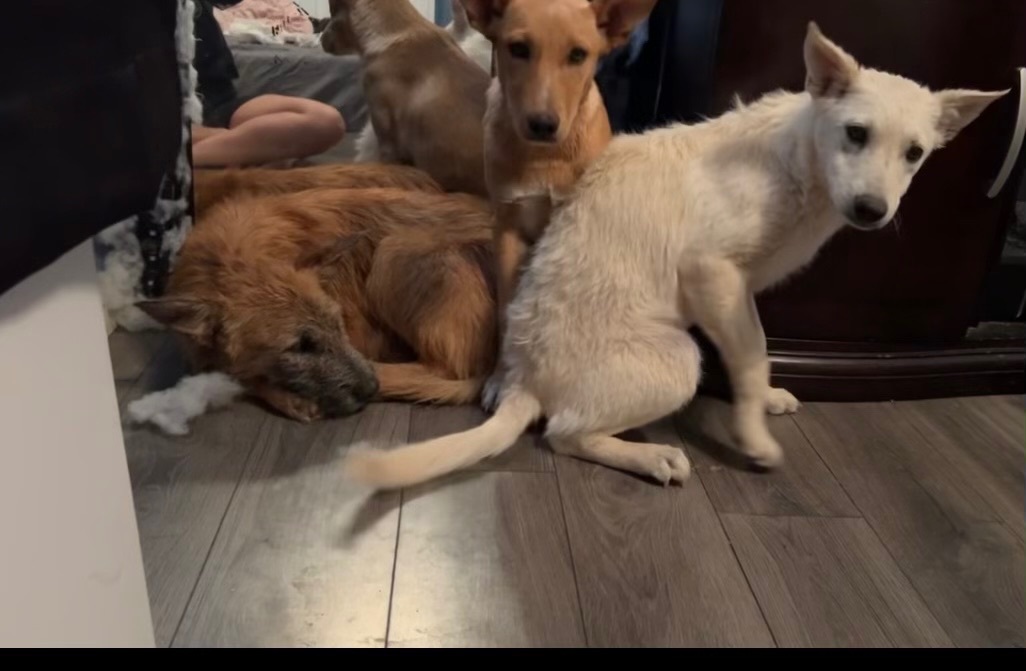 Nova and Star , a Adoptable mixed breed in Tonopah, AZ image 2/4