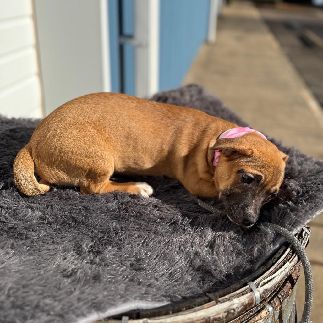 Sleepy, Adoptable, Puppy Female Pit Bull Terrier.