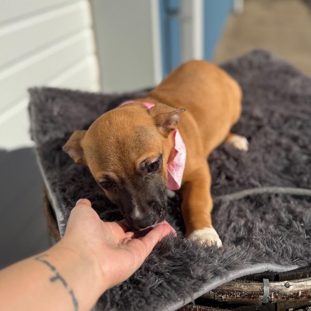 Sleepy, a Adoptable mixed breed in Newberg, OR image 2/6