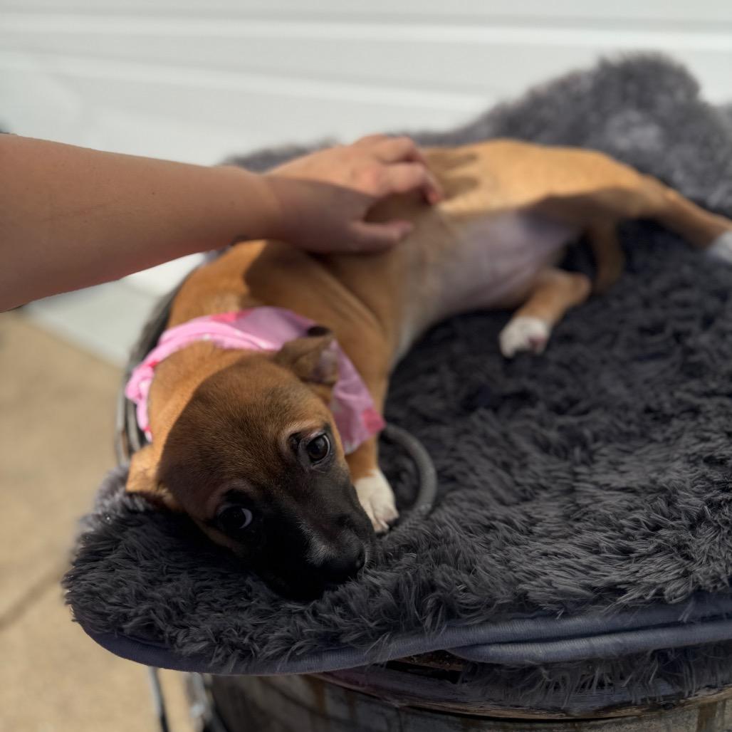 Sleepy, a Adoptable mixed breed in Newberg, OR image 3/6