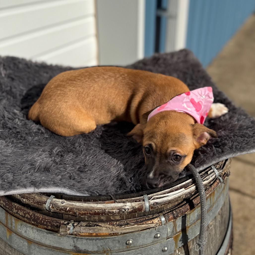 Sleepy, a Adoptable mixed breed in Newberg, OR image 4/6
