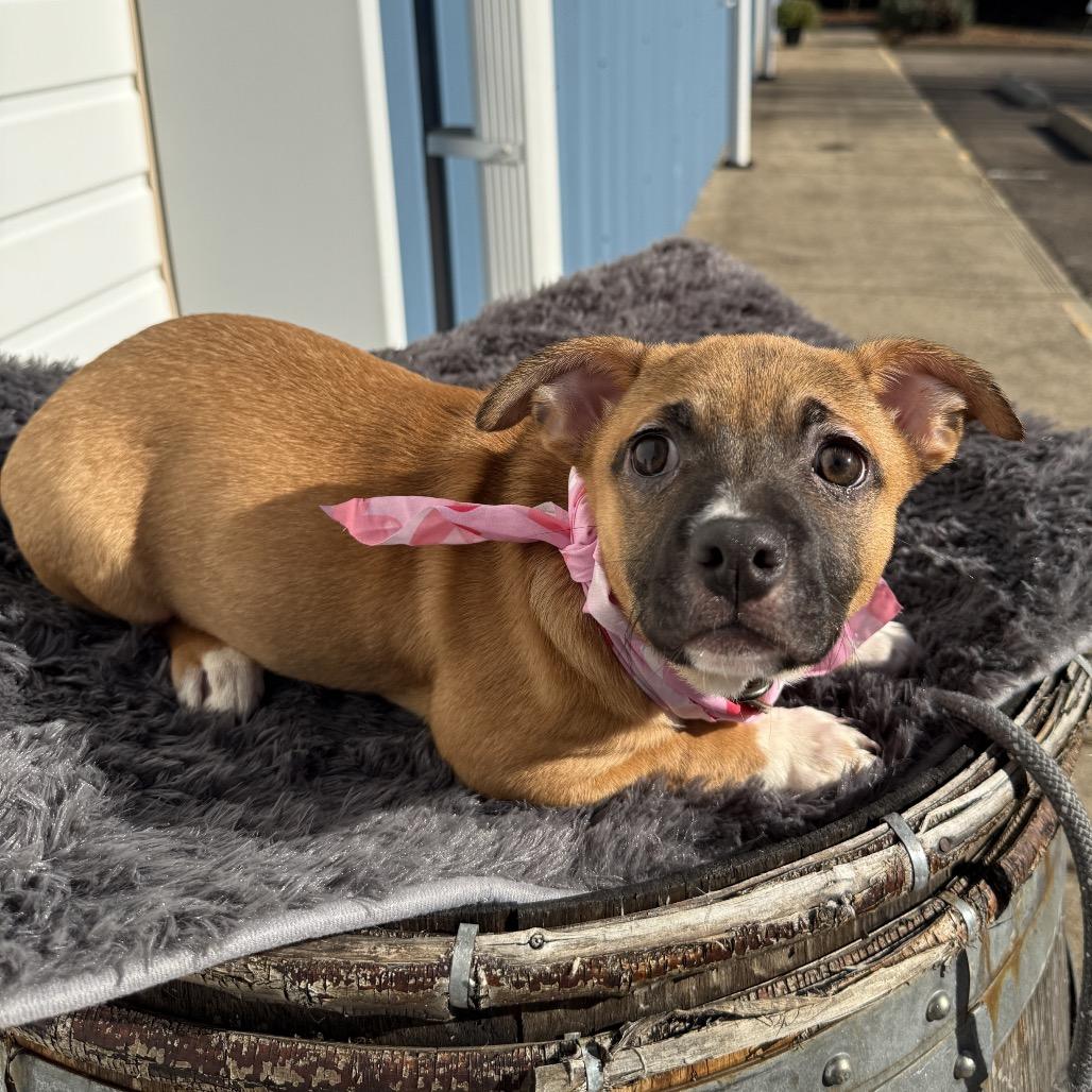 Sleepy, a Adoptable mixed breed in Newberg, OR image 5/6