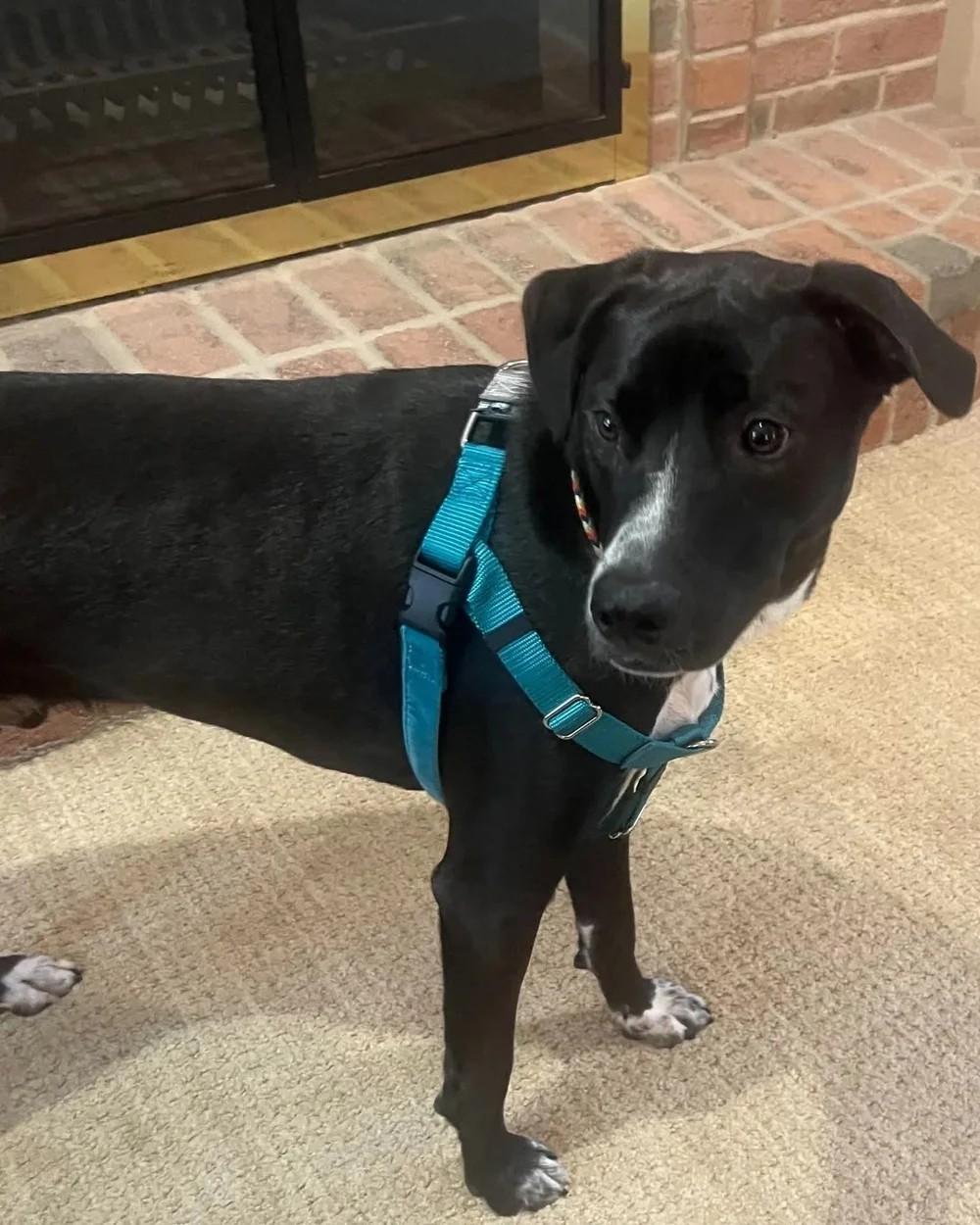 Enlarge Reacher, a Adoptable Mixed Breed in De Pere, WI image 2/3
