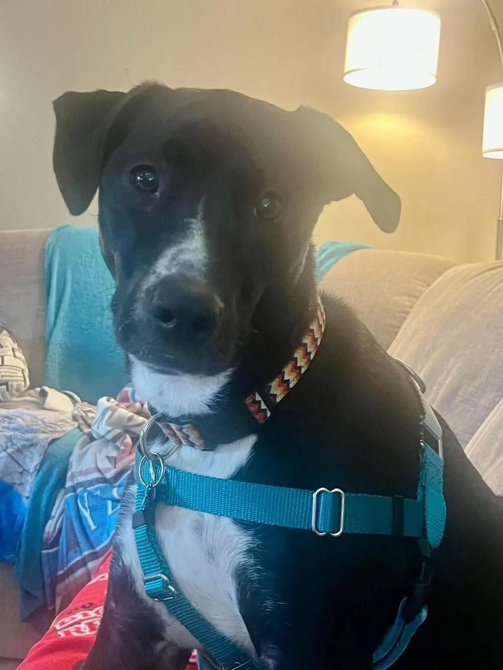 Enlarge Reacher, a Adoptable Mixed Breed in De Pere, WI image 3/3