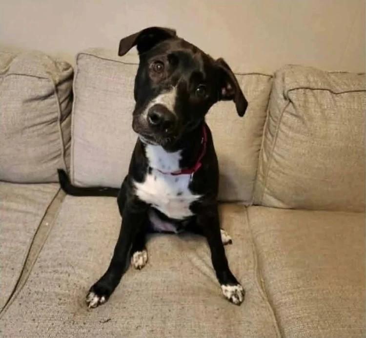 Enlarge Reacher, a Adoptable Mixed Breed in De Pere, WI image 1/3