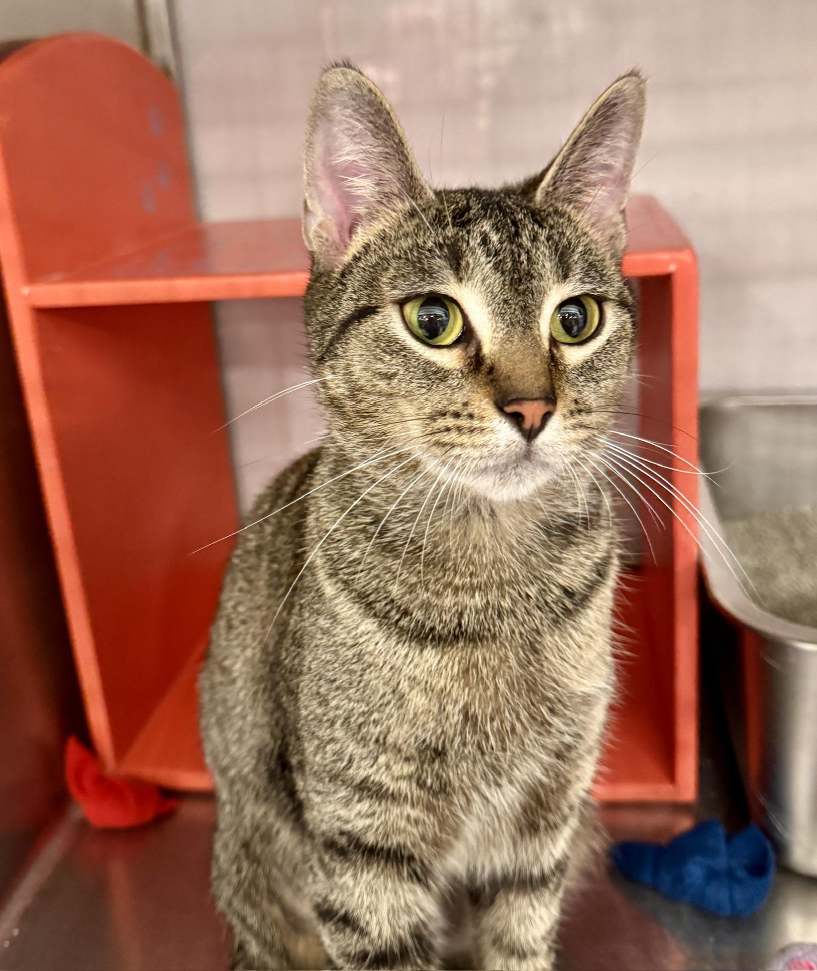 Enlarge Iris @ Livonia PetSmart, an adoptable Tabby in Livonia, MI image 4/6