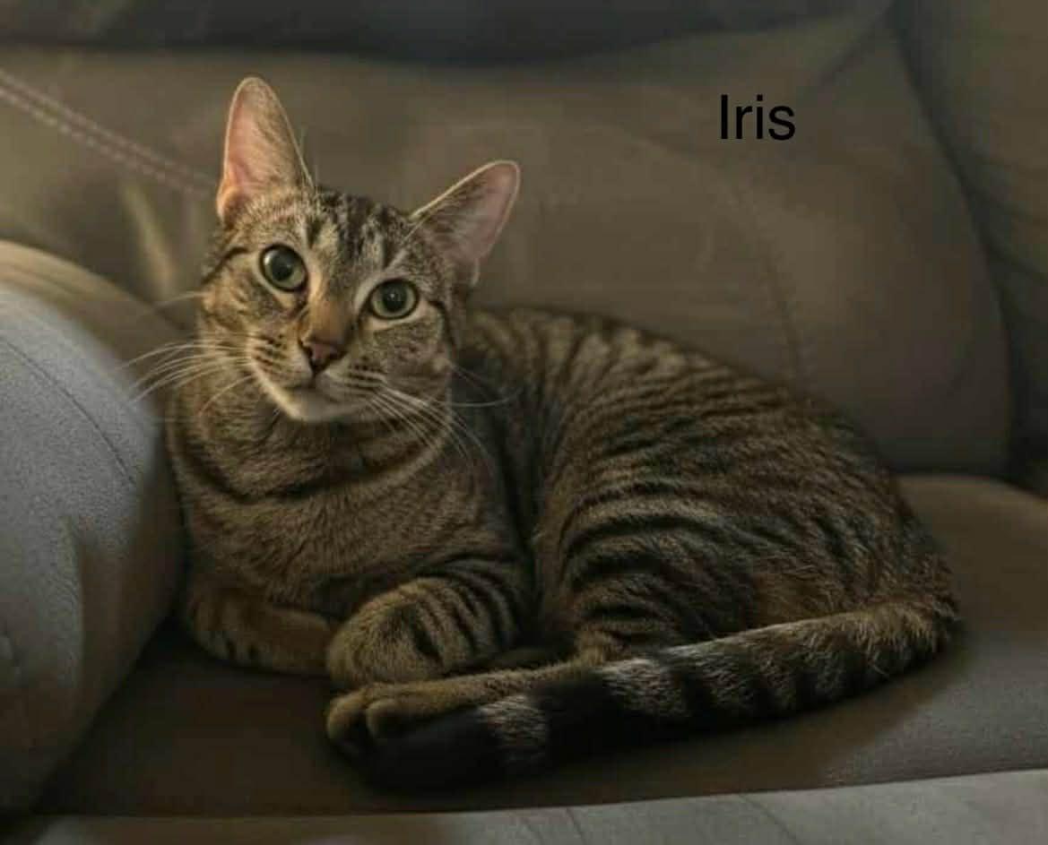 Enlarge Iris ~ Adopted 2/28/26, an adopted Tabby in Livonia, MI image 2/3