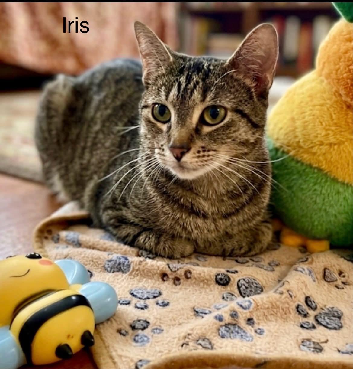Enlarge Iris @ Livonia PetSmart, an adoptable Tabby in Livonia, MI image 1/6