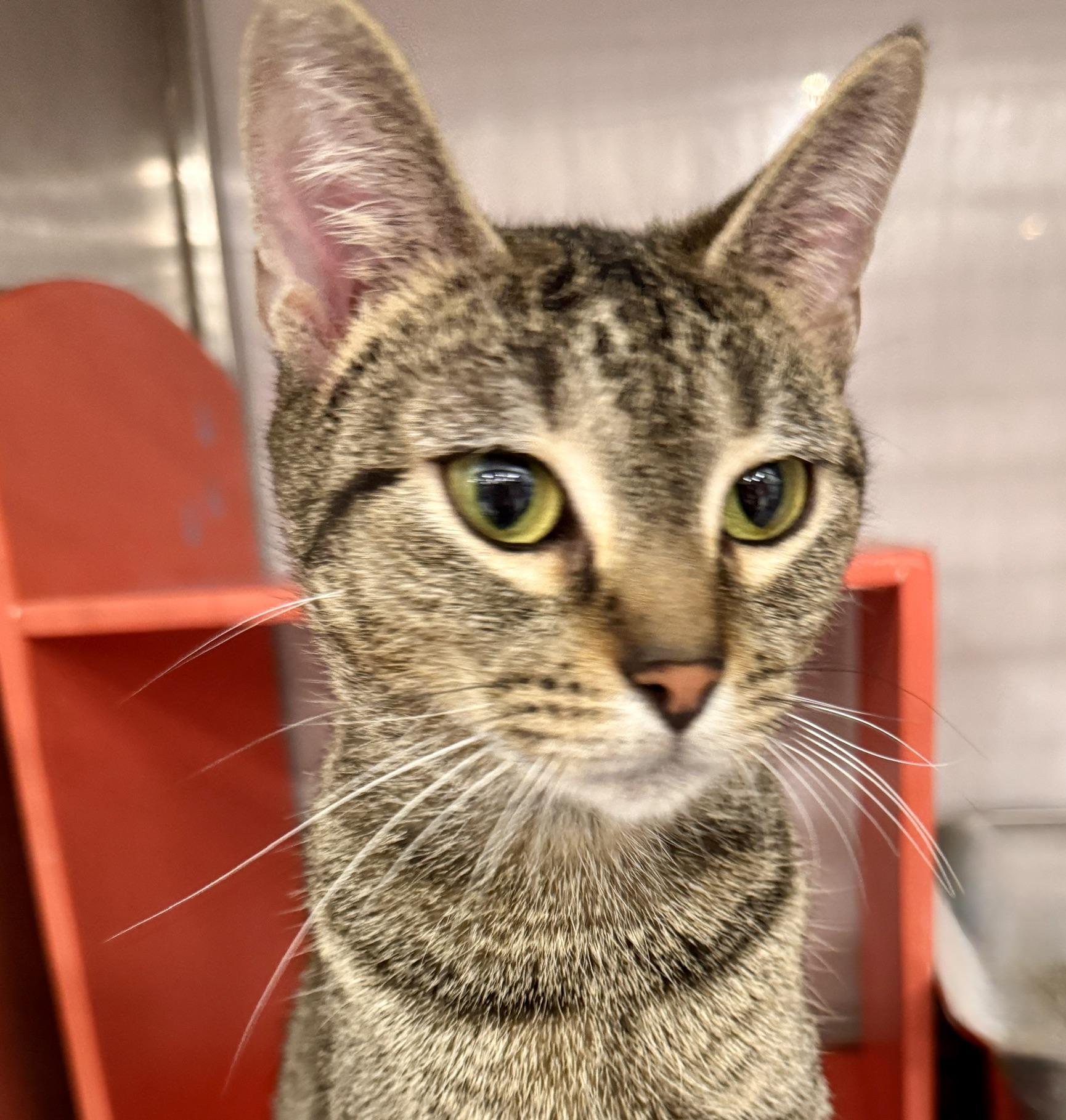 Enlarge Iris @ Livonia PetSmart, an adoptable Tabby in Livonia, MI image 5/6