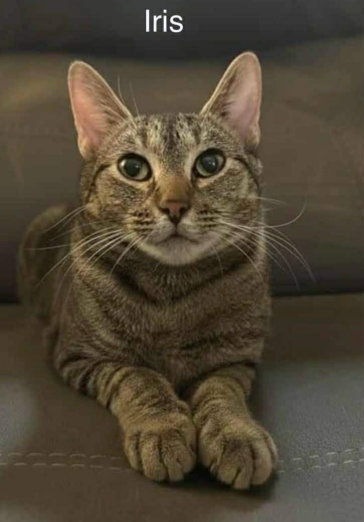 Iris ~ Adopted 2/28/26, adopted, Adult Female Tabby.