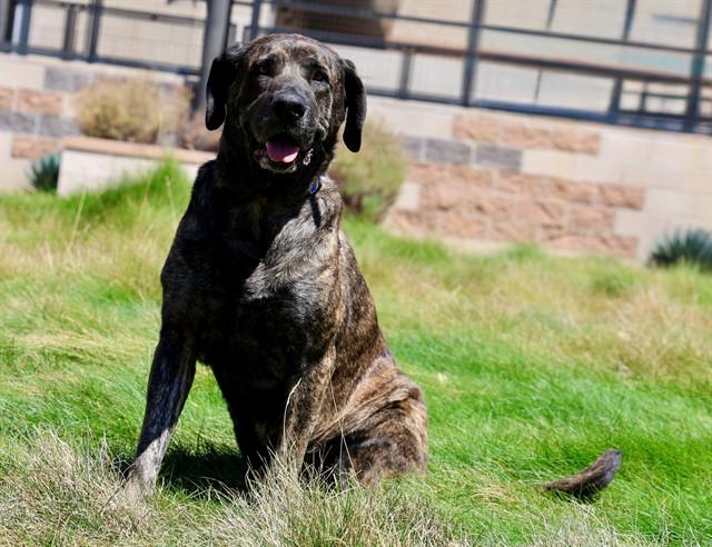 PEPPER, Adoptable, Adult Female Mastiff.