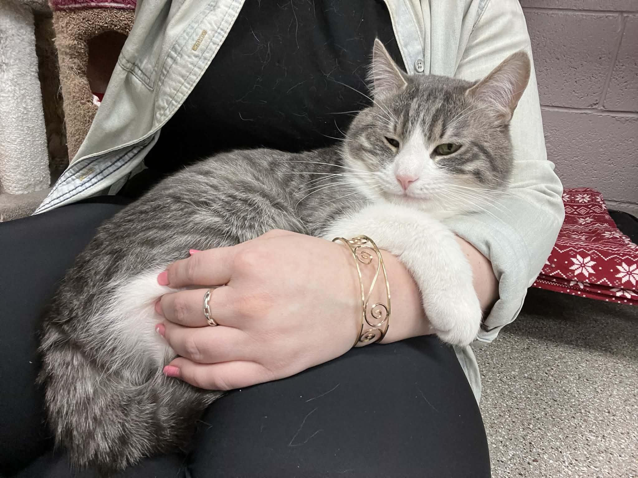 Enlarge Baxter, an adopted Domestic Short Hair in Whitehall, PA image 1/2