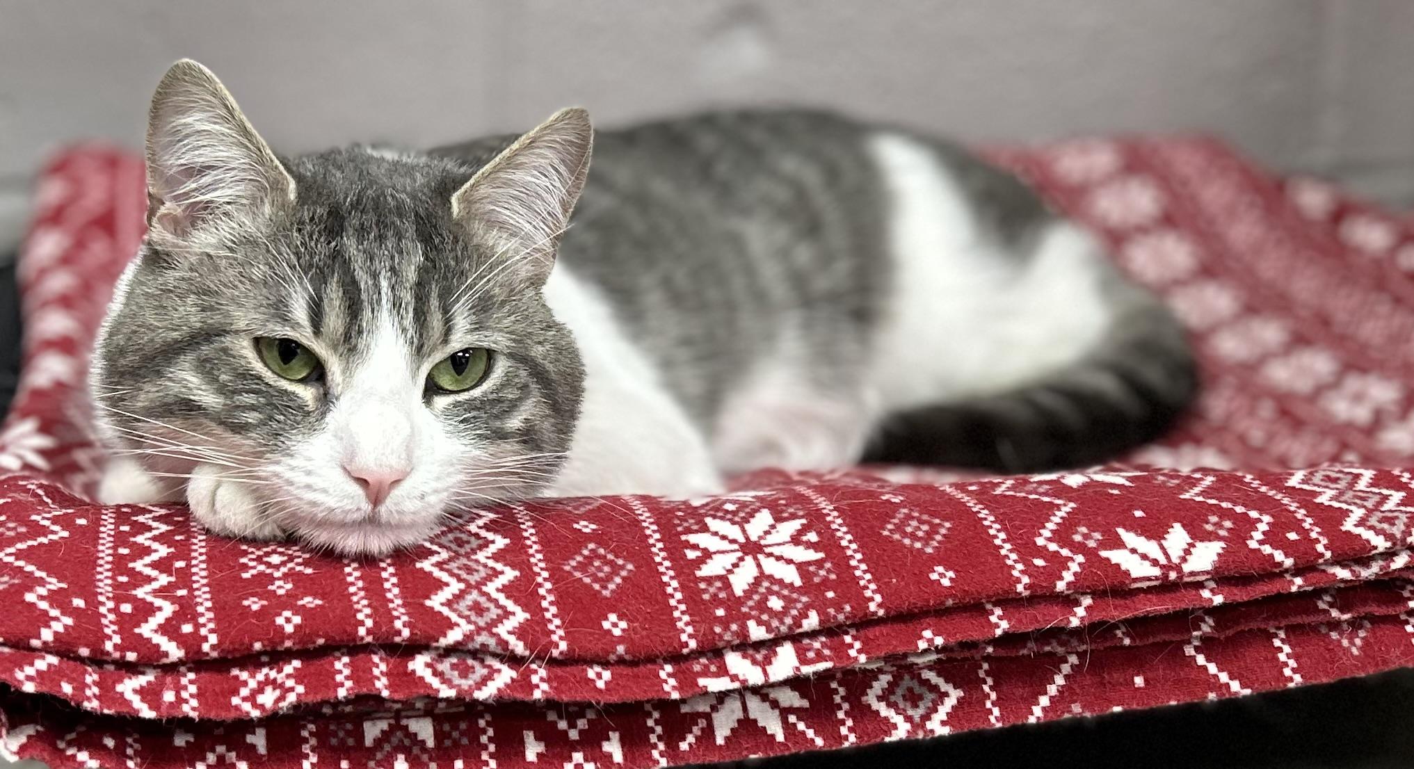 Enlarge Baxter, an adopted Domestic Short Hair in Whitehall, PA image 2/2