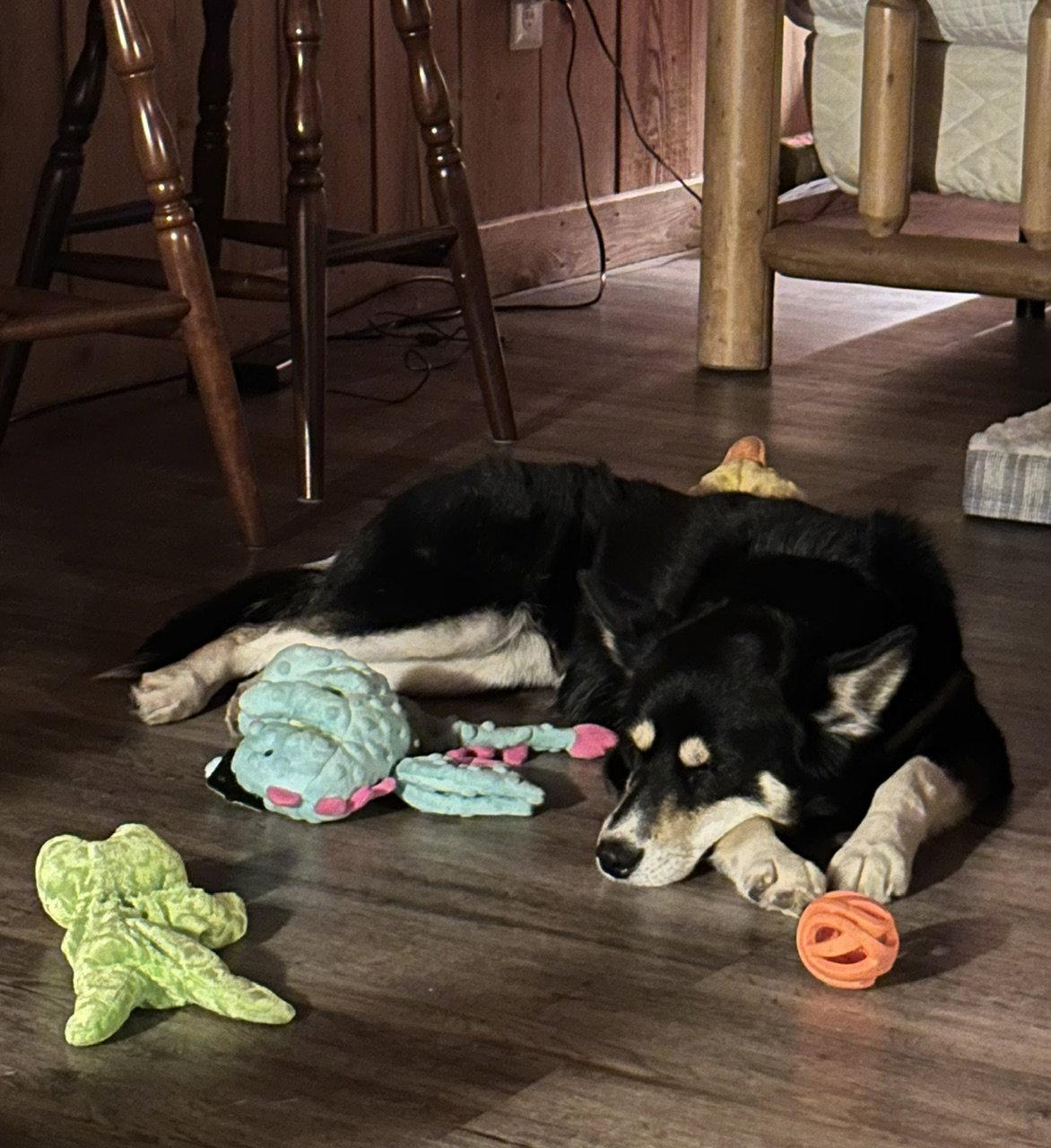 Kira, Adopted, Adult Female Husky & Siberian Husky.