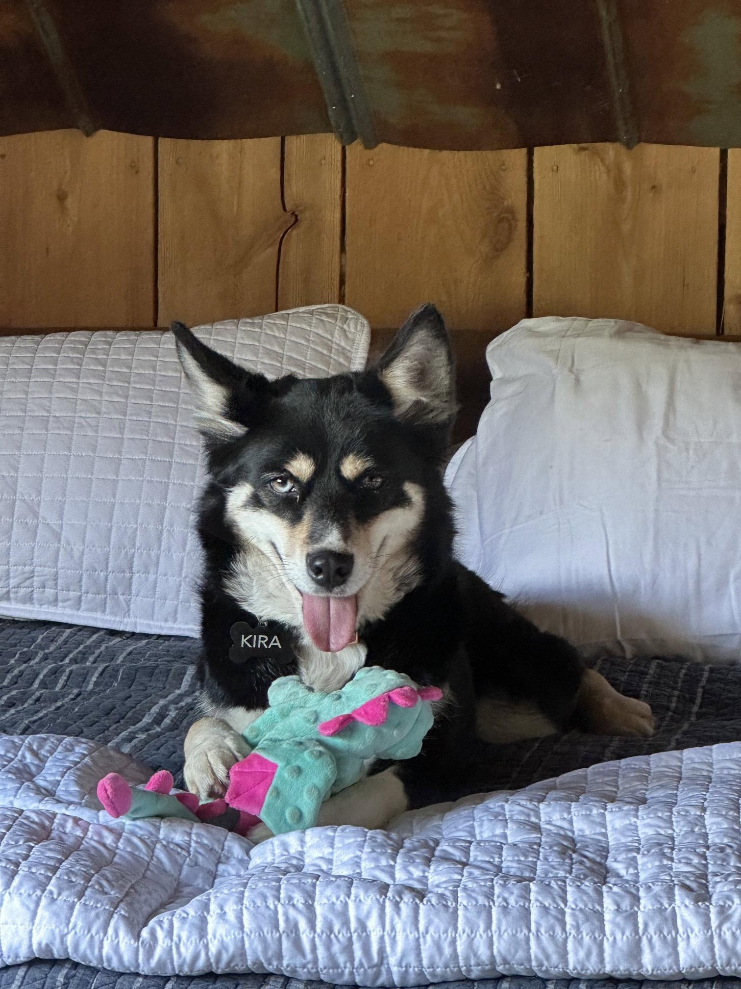 Enlarge Kira, a Adopted mixed breed in Mouth Of Wilson, VA image 2/3