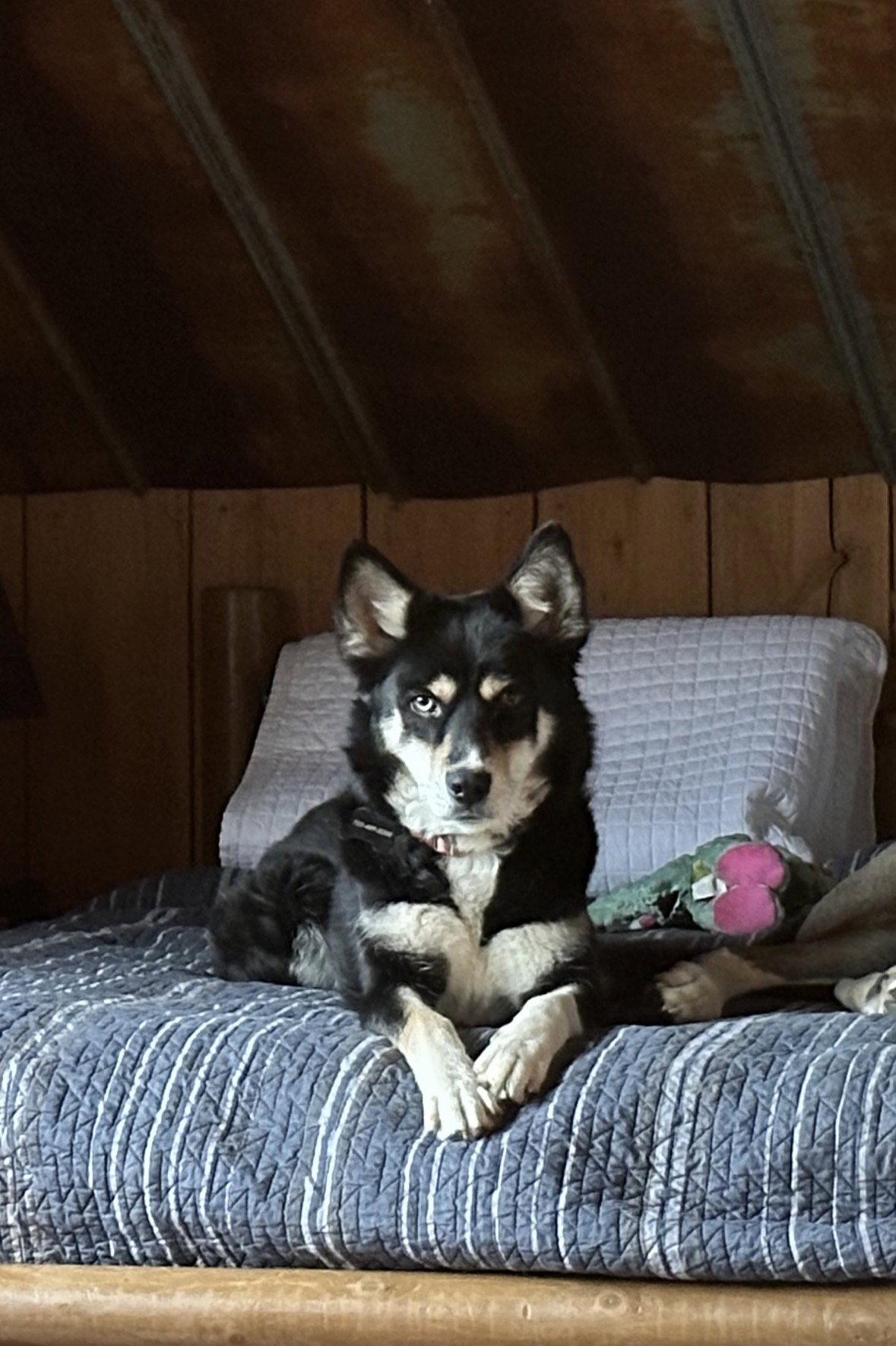 Enlarge Kira, a Adopted mixed breed in Mouth Of Wilson, VA image 3/3
