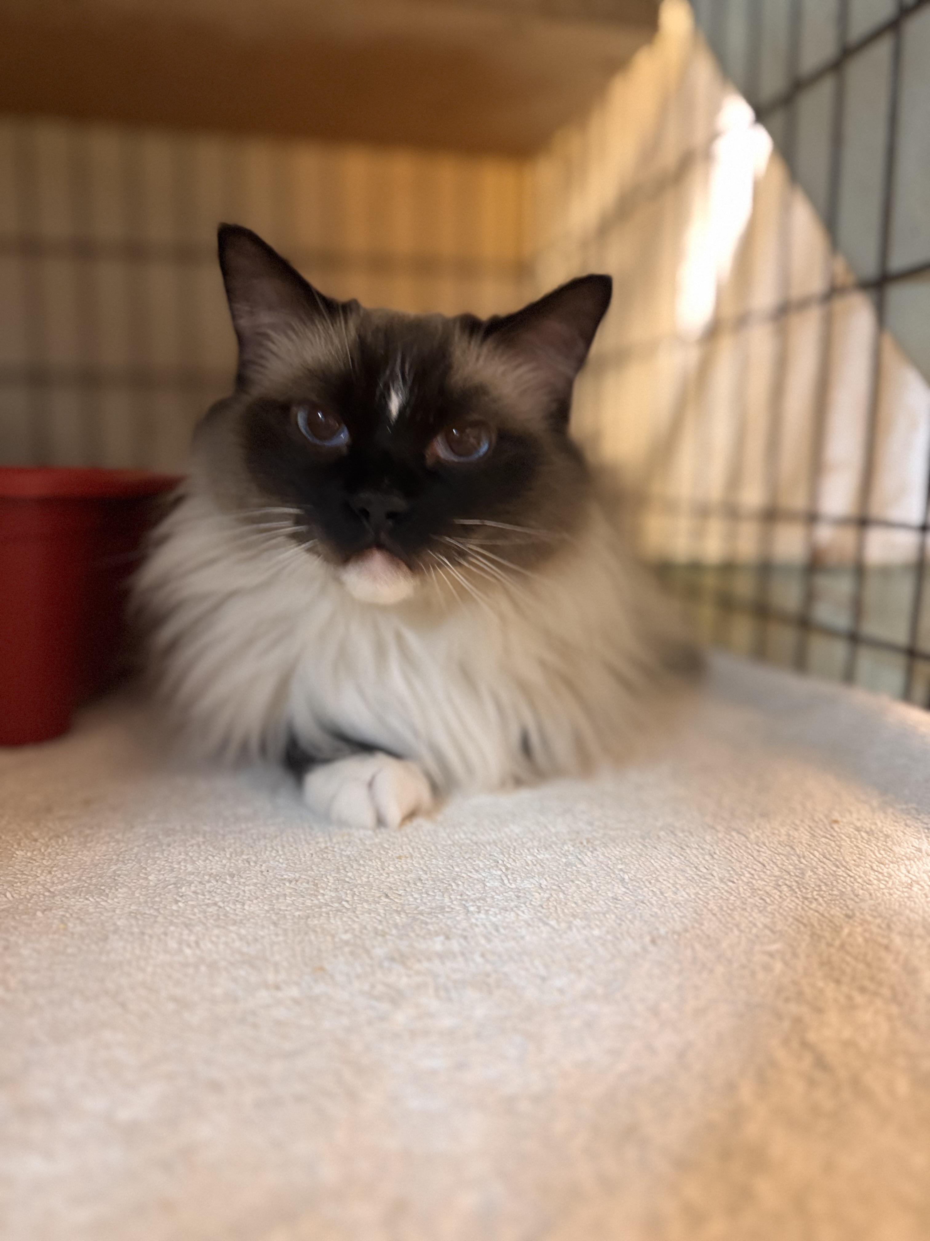 Enlarge Chanel, an adopted Ragdoll in Memphis, TN image 2/4