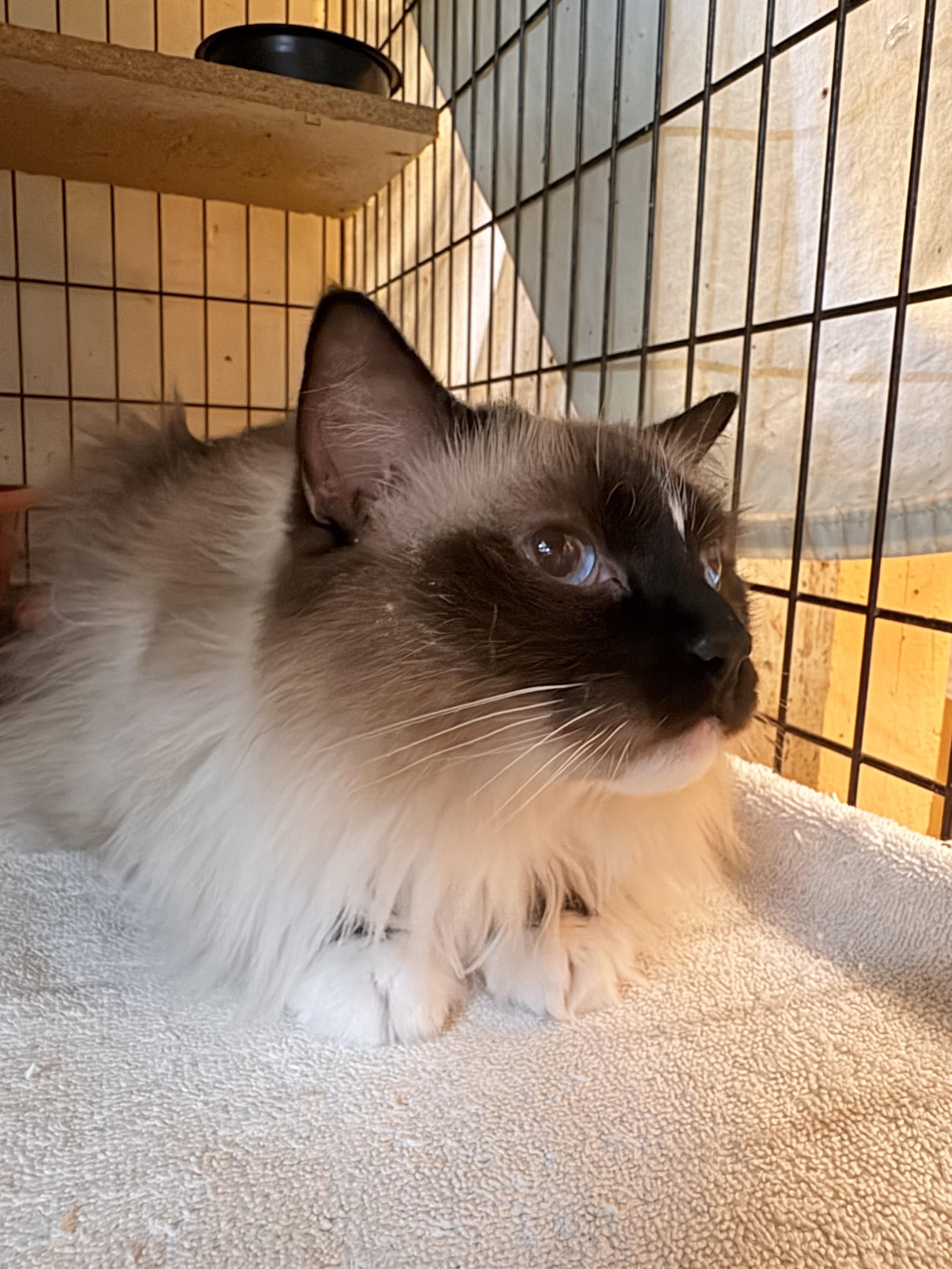 Enlarge Chanel, an adopted Ragdoll in Memphis, TN image 4/4