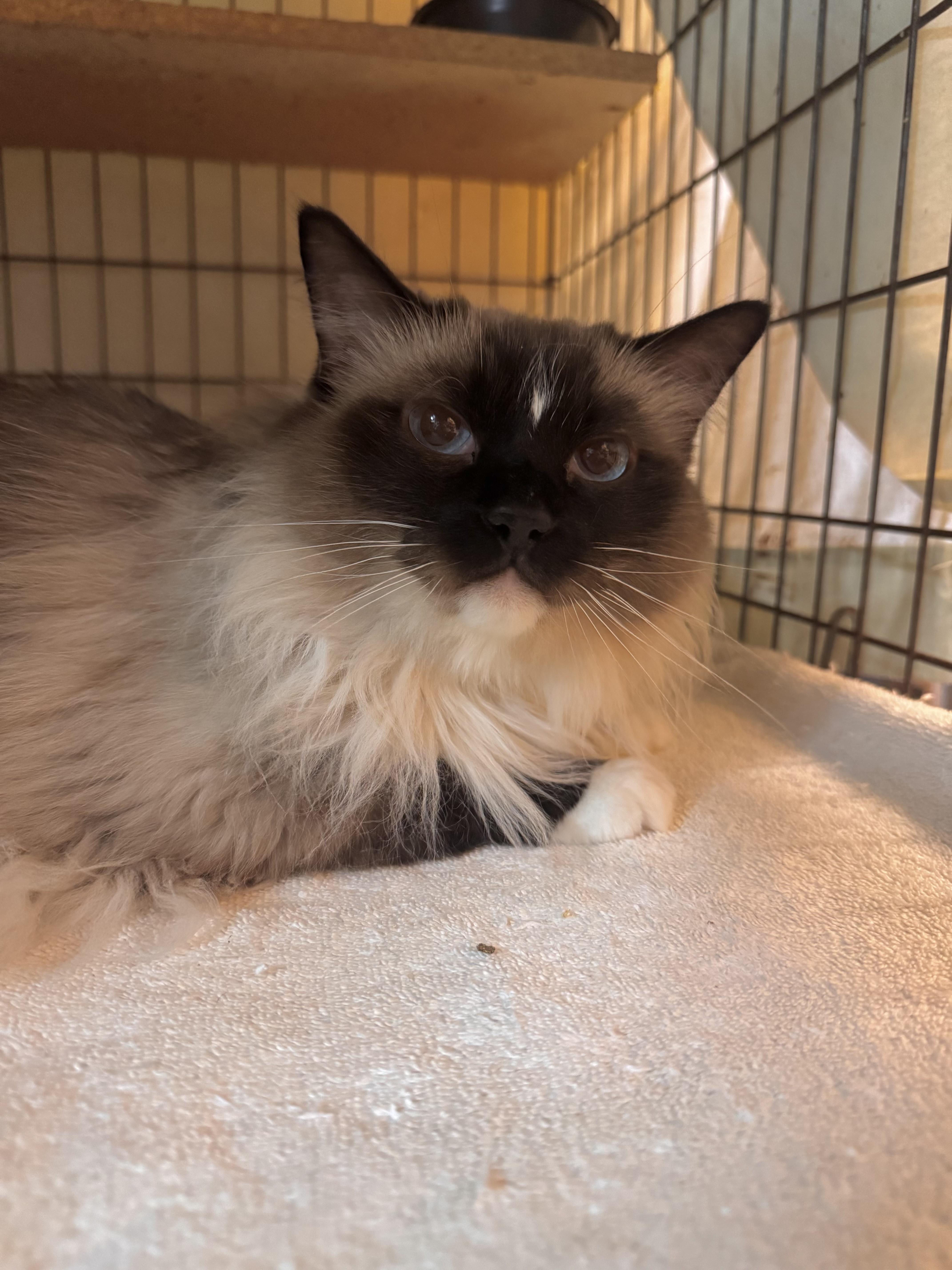 Enlarge Chanel, an adopted Ragdoll in Memphis, TN image 3/4