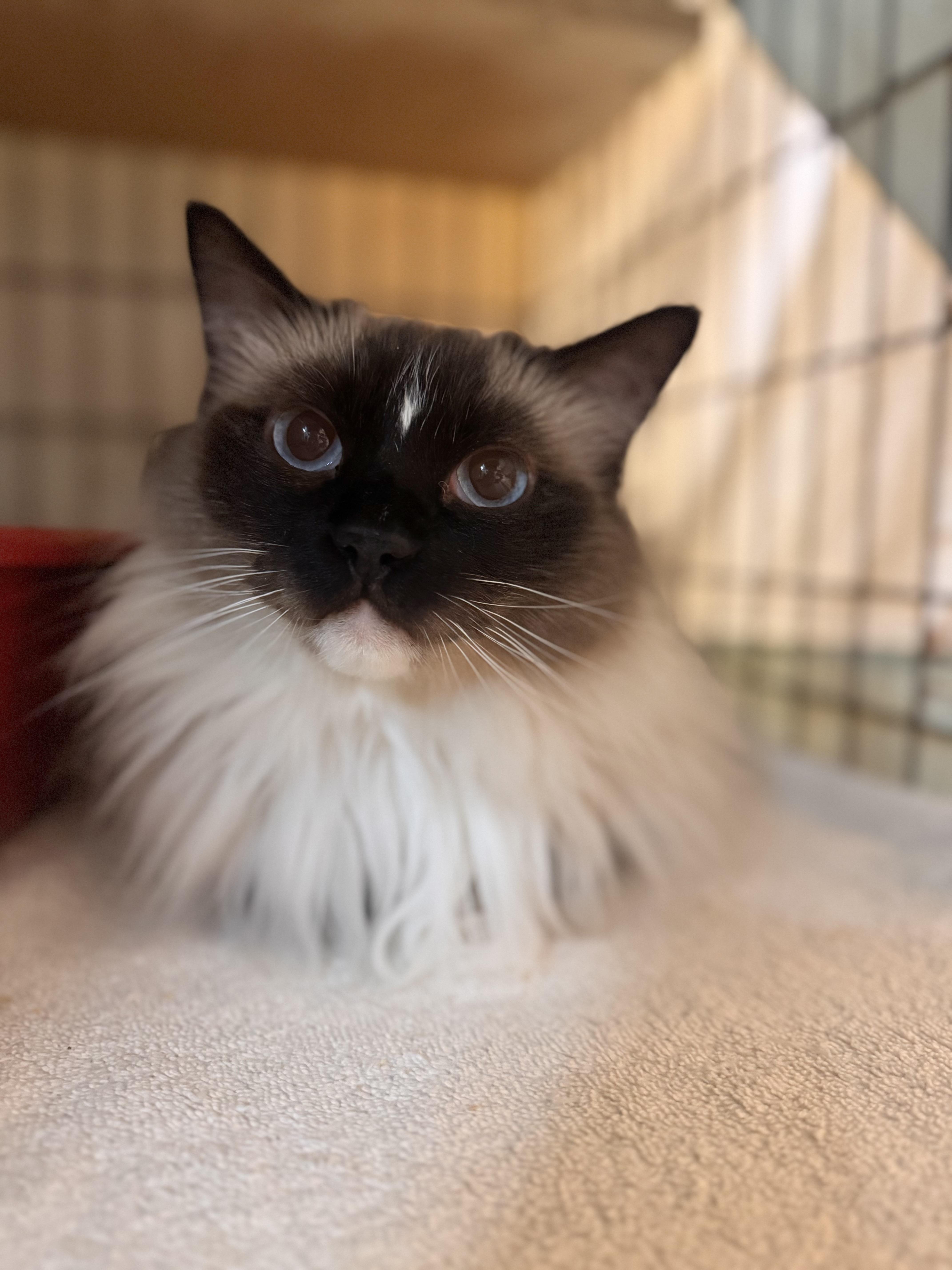 Chanel, adopted, Adult Female Ragdoll.