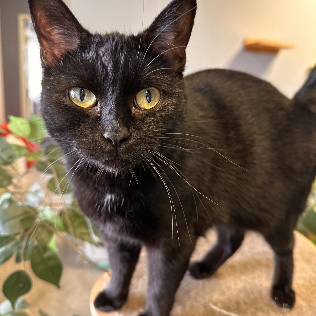 Mojito, Adoptable, Adult Female Domestic Short Hair.
