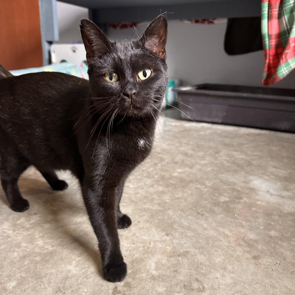 Enlarge Mojito, a Adoptable Domestic Short Hair in Richmond, IN image 2/5