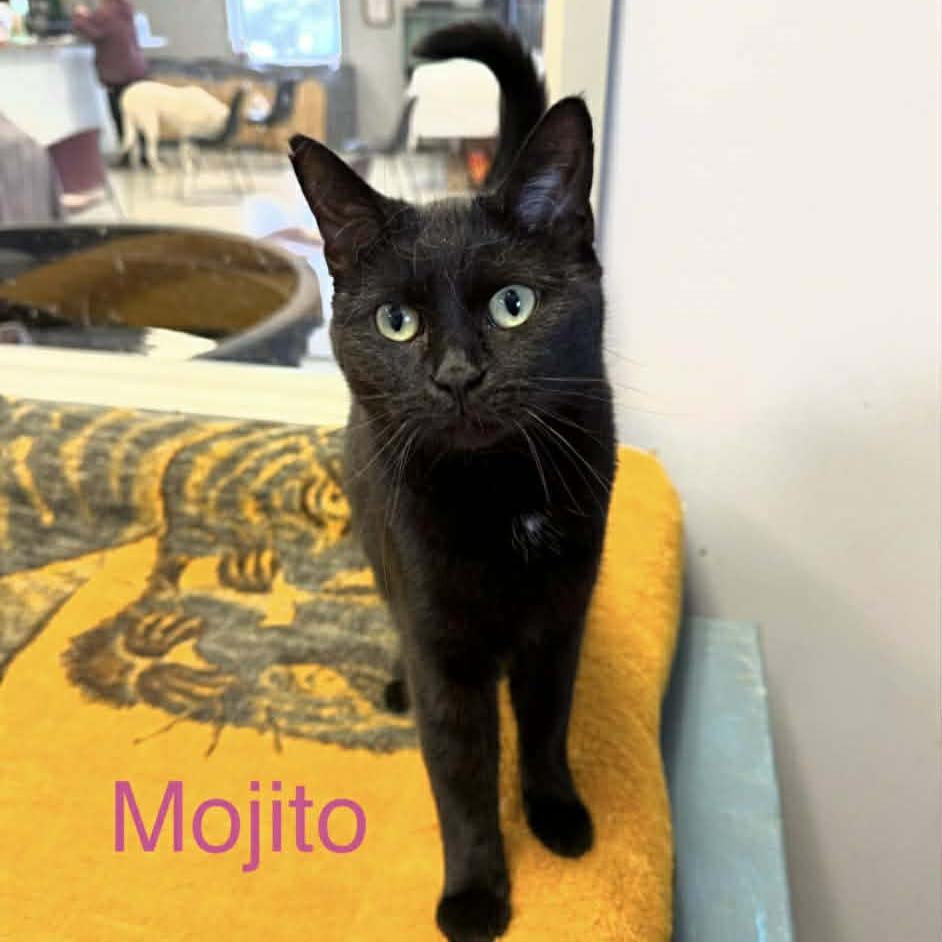 Mojito, Adoptable, Adult Female Domestic Short Hair.