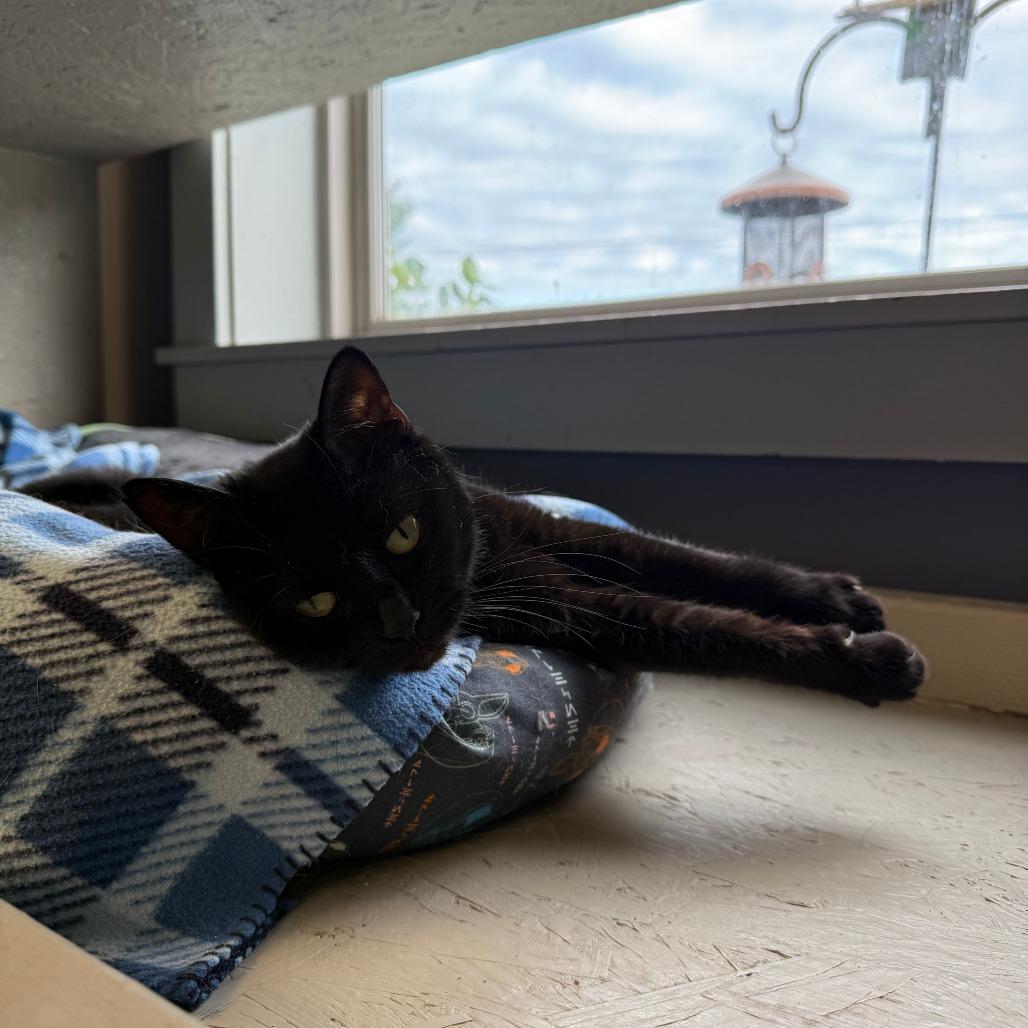 Enlarge Mojito, a Adoptable Domestic Short Hair in Richmond, IN image 3/5