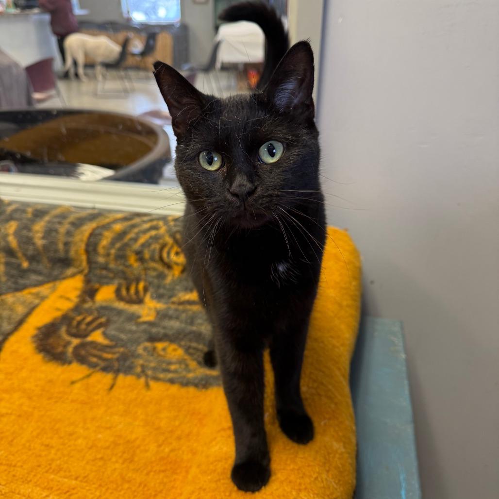 Enlarge Mojito, a Adoptable Domestic Short Hair in Richmond, IN image 4/5