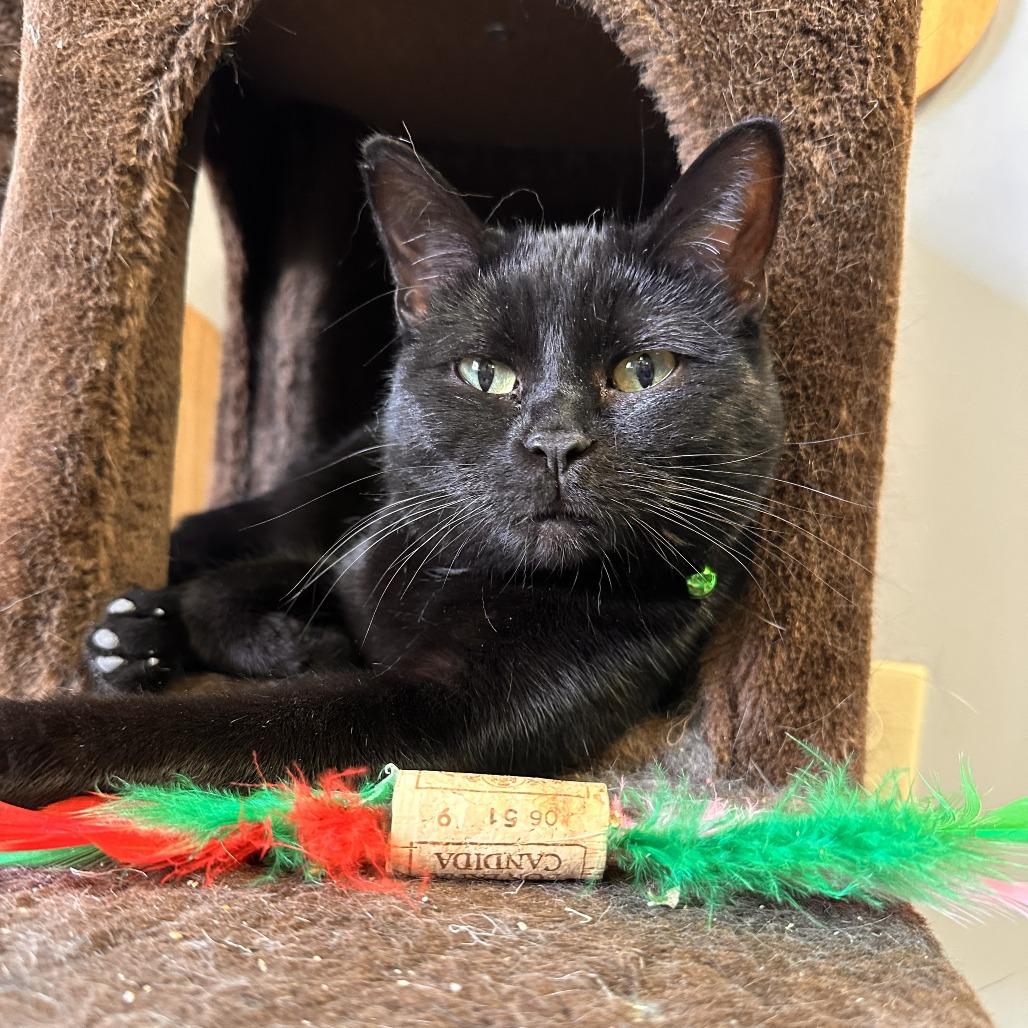 Enlarge Mojito, a Adoptable Domestic Short Hair in Richmond, IN image 5/5
