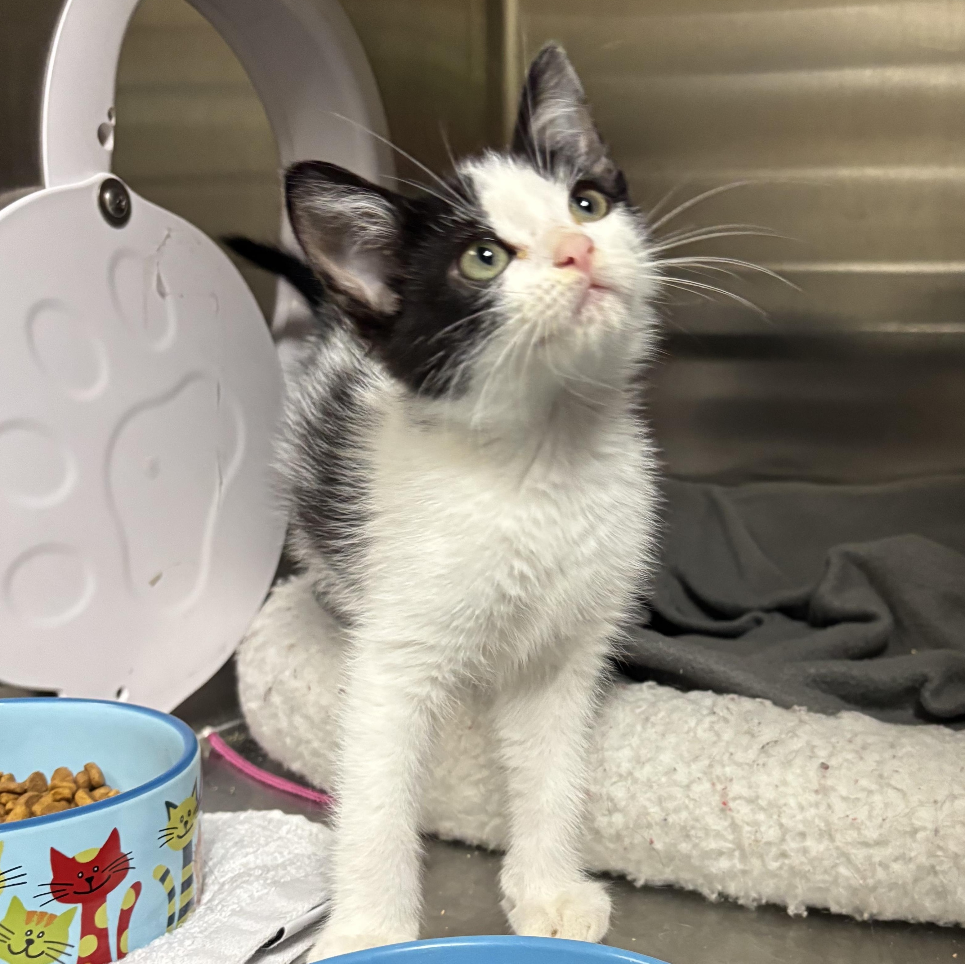 Enlarge Guthrie, an adoptable Domestic Short Hair in Collierville, TN image 4/5