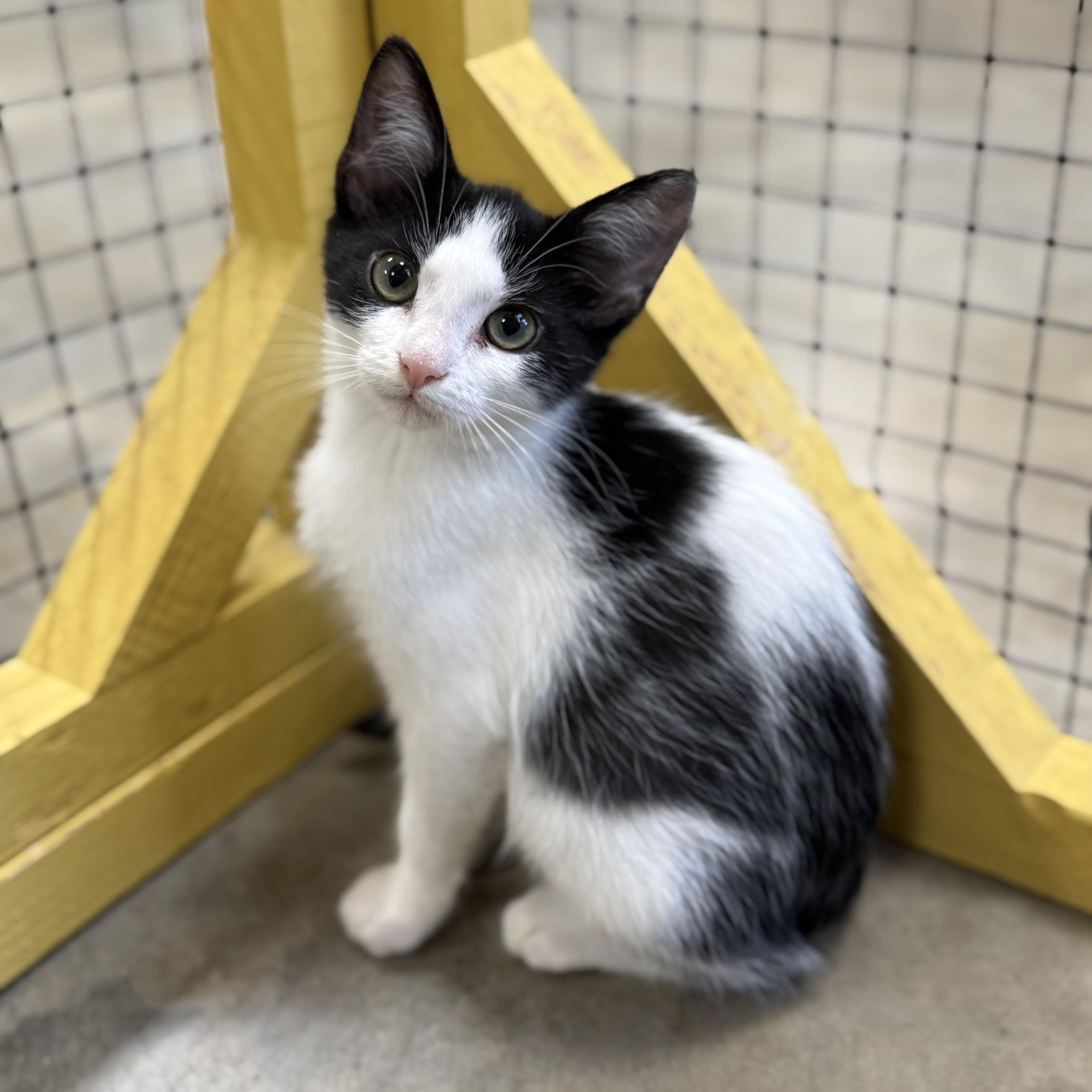 Enlarge Guthrie, an adoptable Domestic Short Hair in Collierville, TN image 5/5