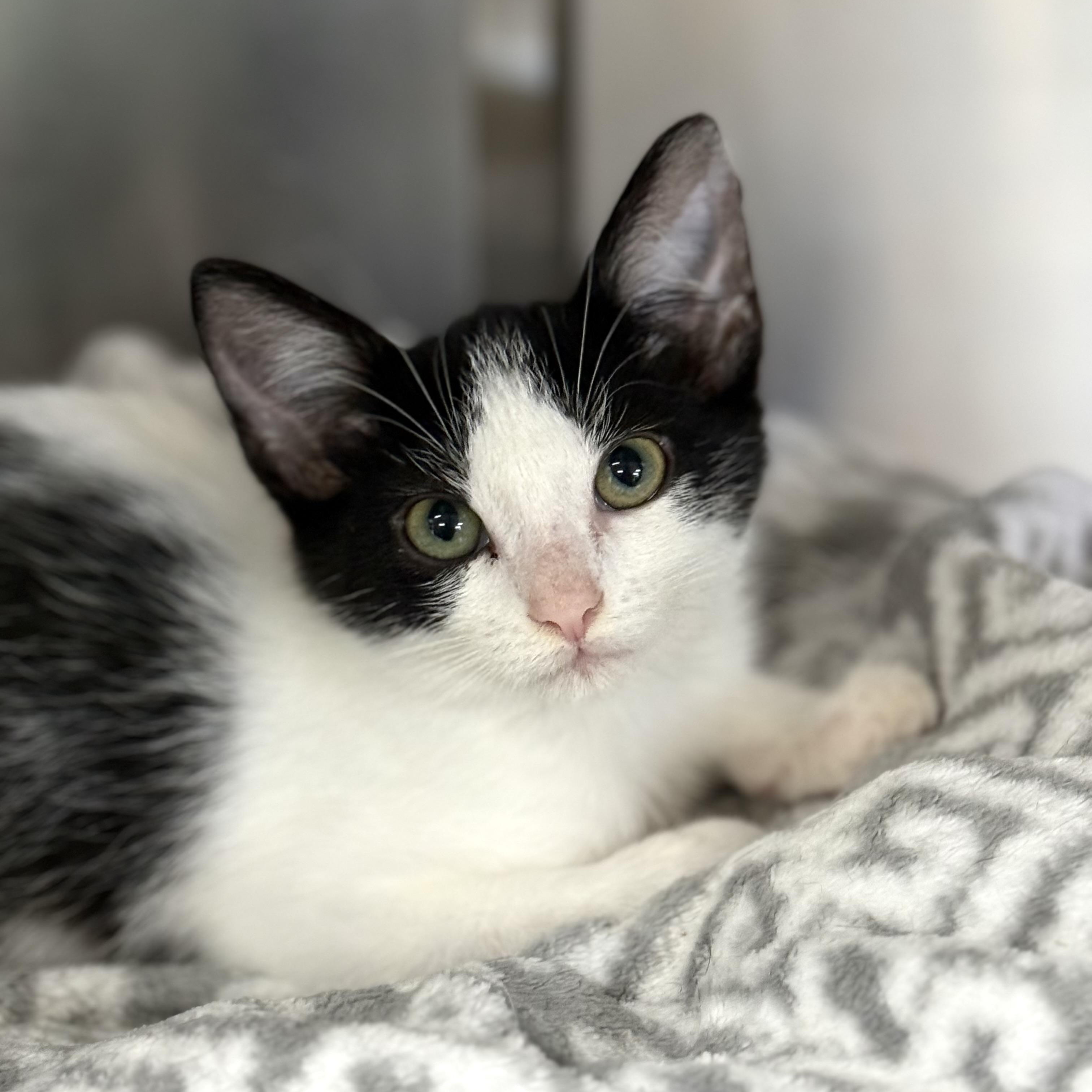 Enlarge Guthrie, an adoptable Domestic Short Hair in Collierville, TN image 2/5