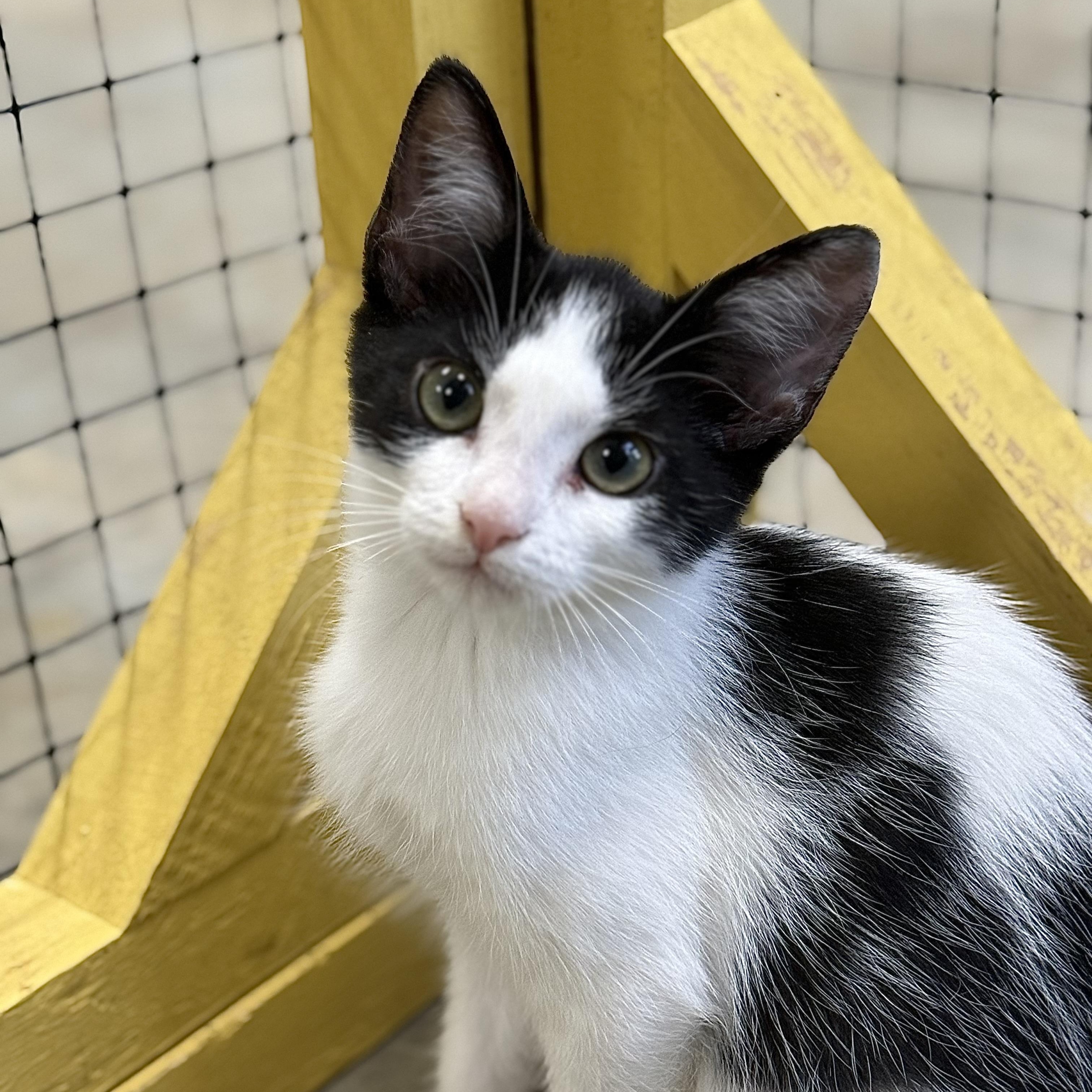 Enlarge Guthrie, an adoptable Domestic Short Hair in Collierville, TN image 1/5