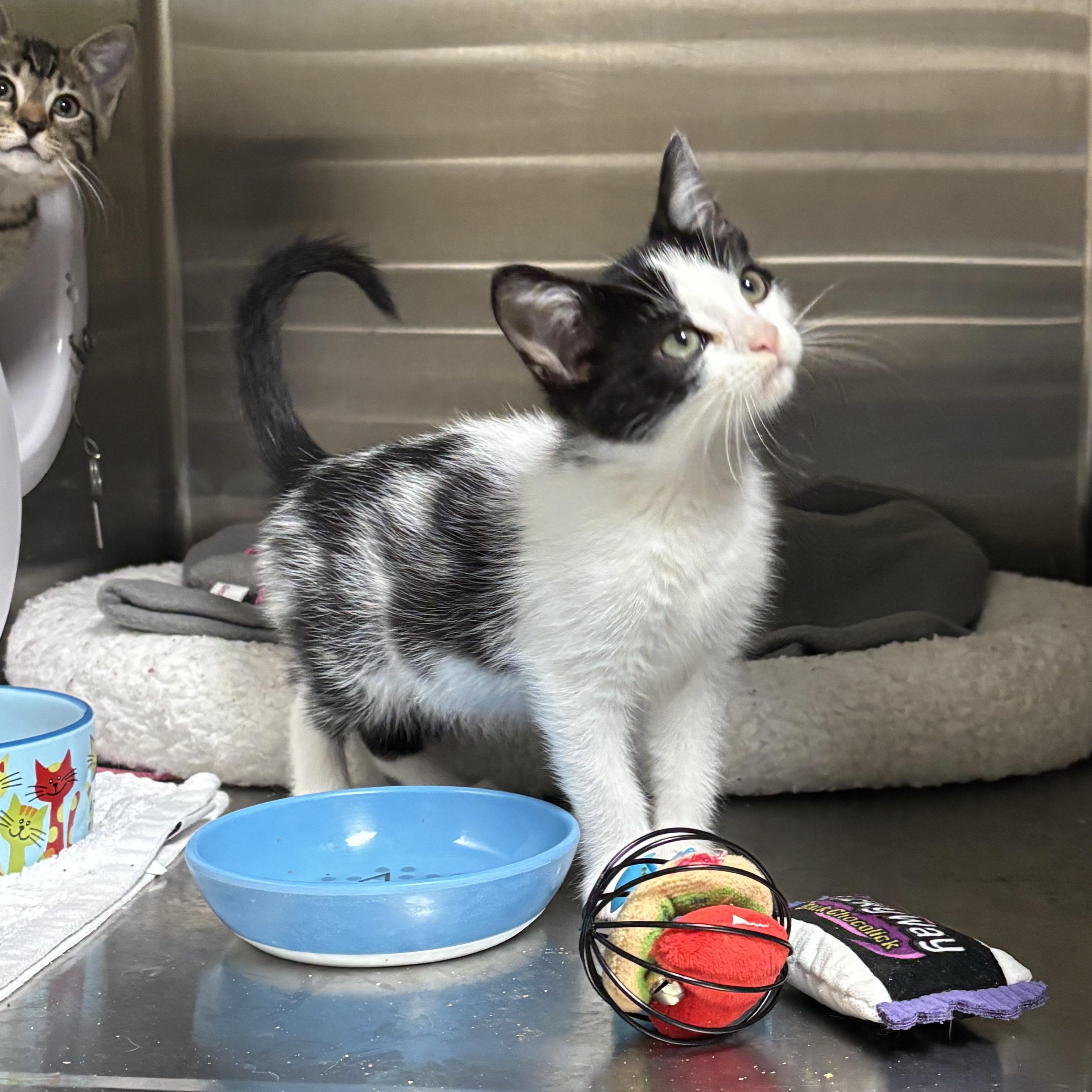 Enlarge Guthrie, an adoptable Domestic Short Hair in Collierville, TN image 3/5
