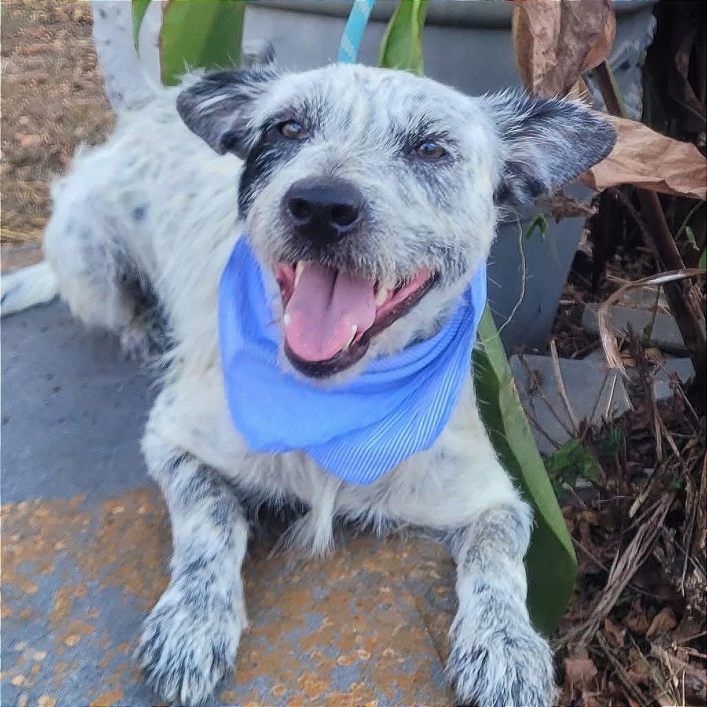 Dillan in NH! Come Meet our Adoptable Dogs Wednesday-Saturday. More info in Bio!