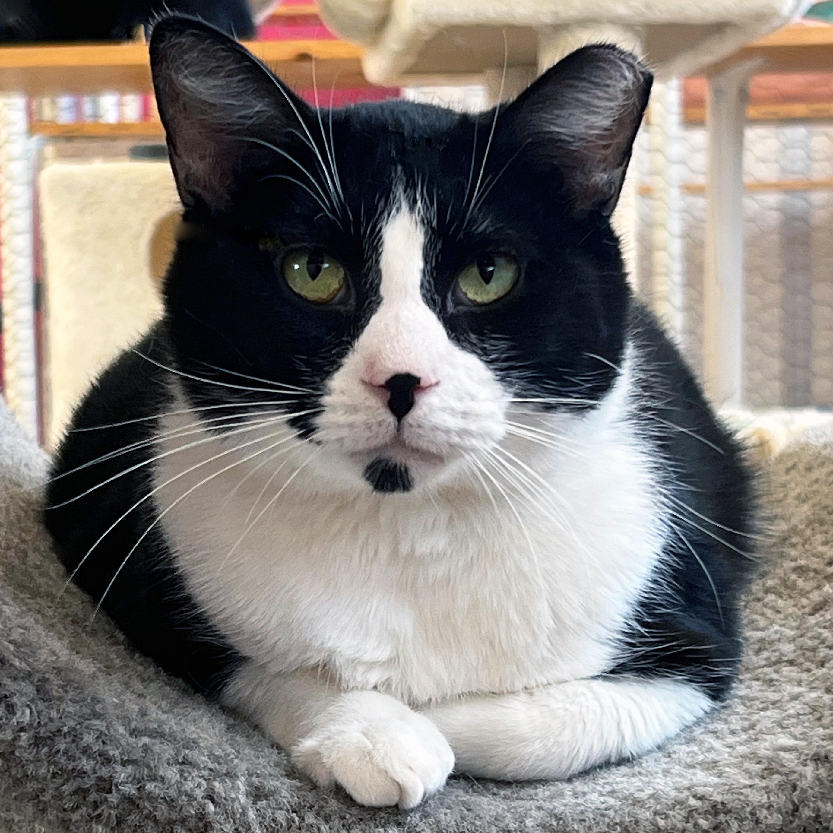 Enlarge Winchester, a ADOPTABLE Domestic Short Hair in St. Louis, MO image 1/1