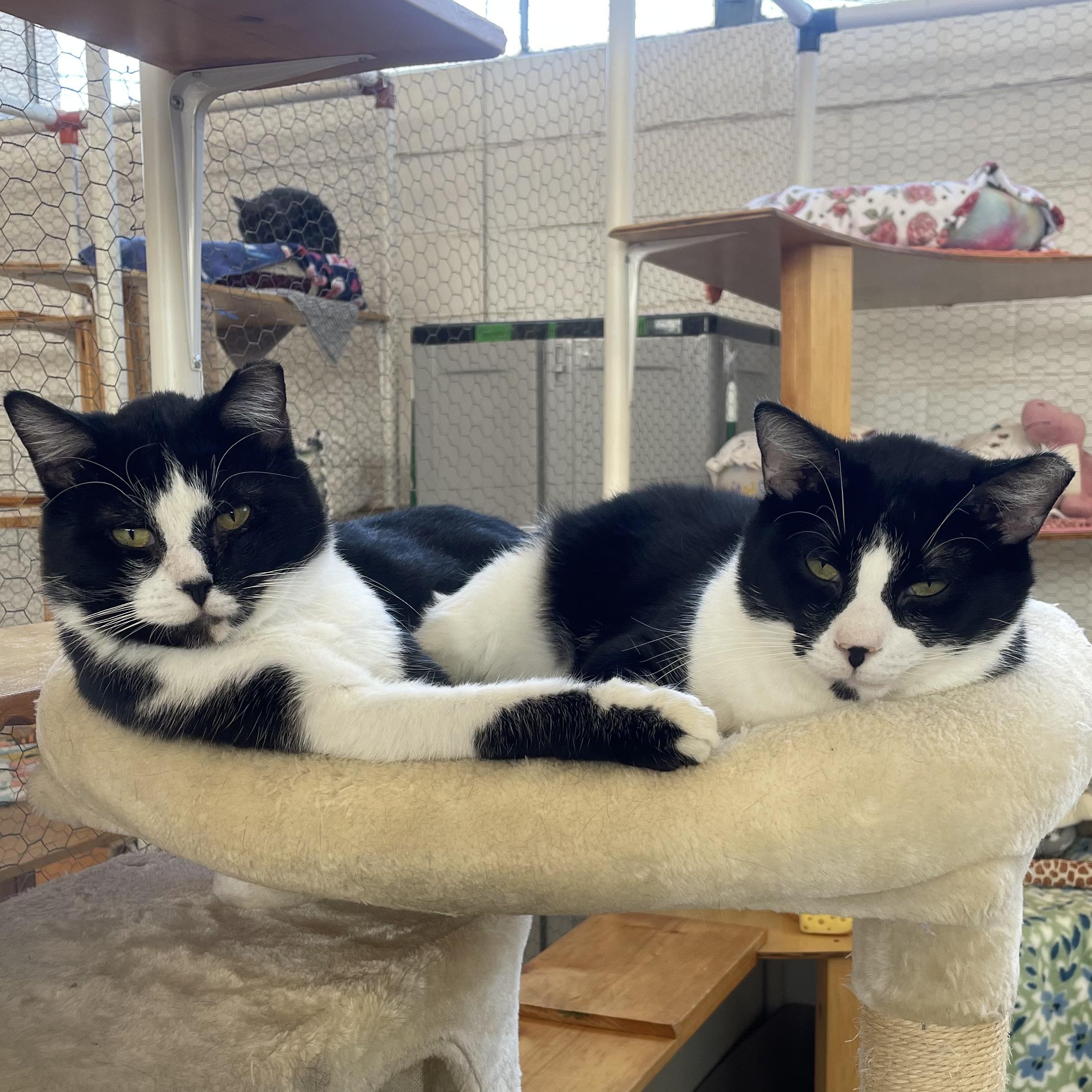 Winchester, an adoptable Domestic Short Hair in St. Louis, MO image 3/3