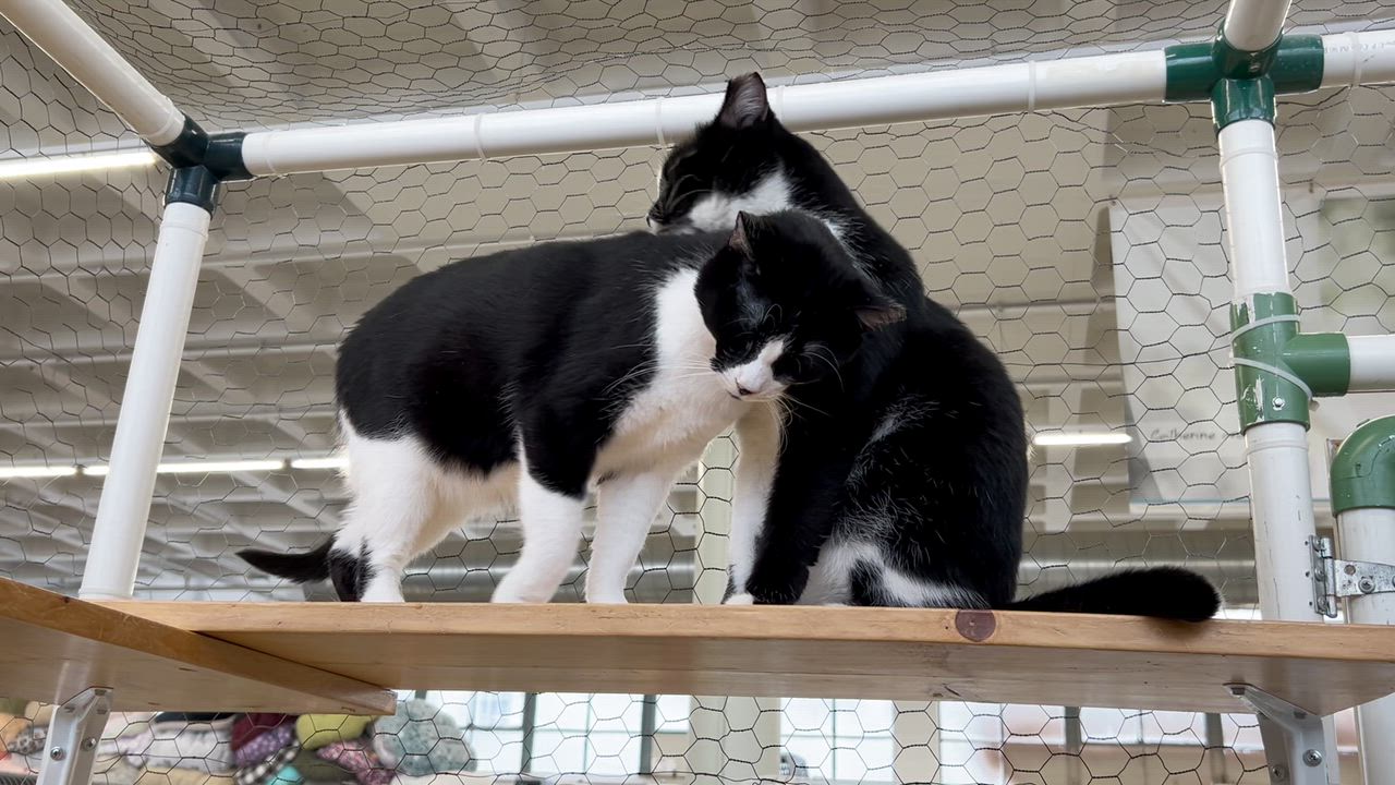 Enlarge Winchester, an adoptable Domestic Short Hair in St. Louis, MO video 2/3